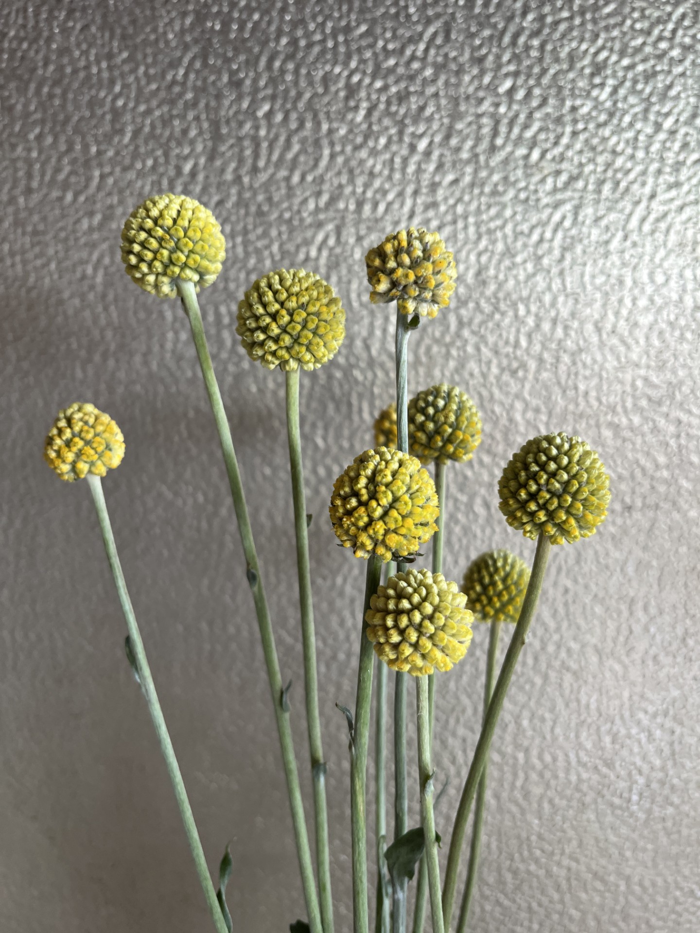 CRASPEDIA lanata