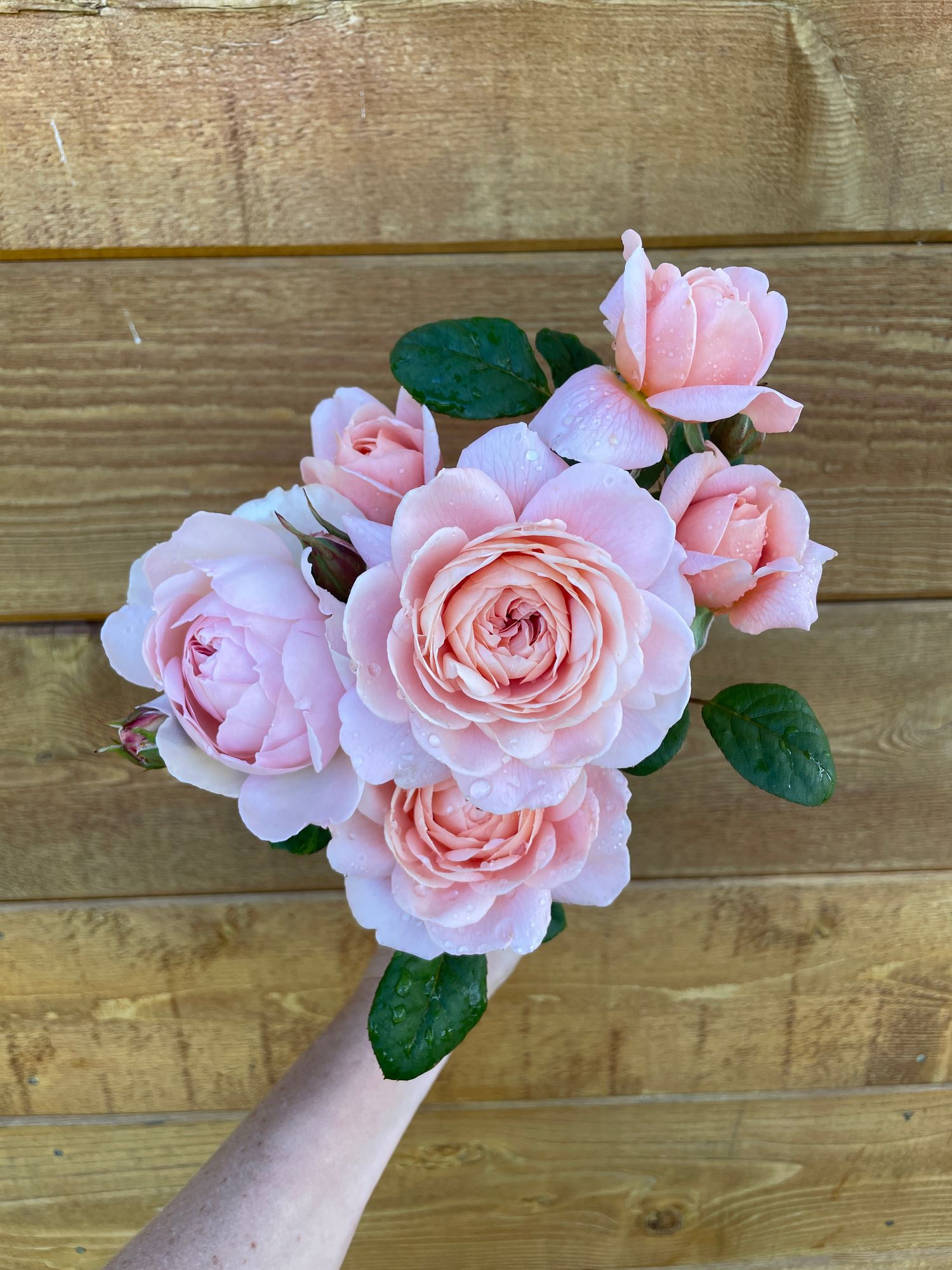 ROSA hybrida Queen of Sweden