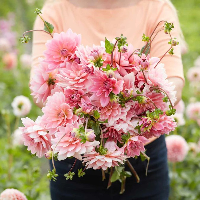 DAHLIA Gerrie Hoek