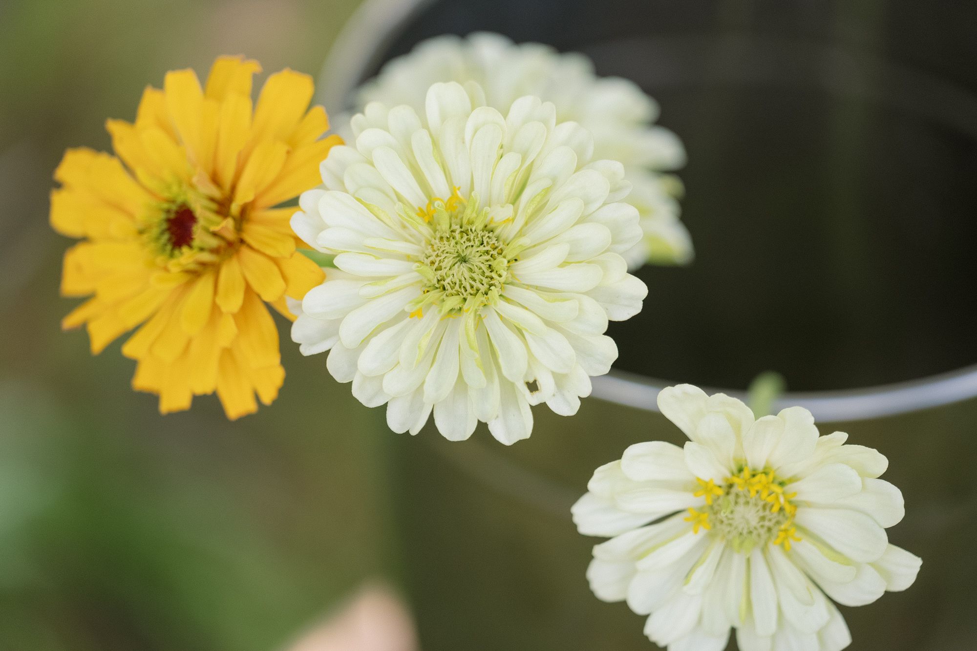 ZINNIA elegans Benarys Giant White