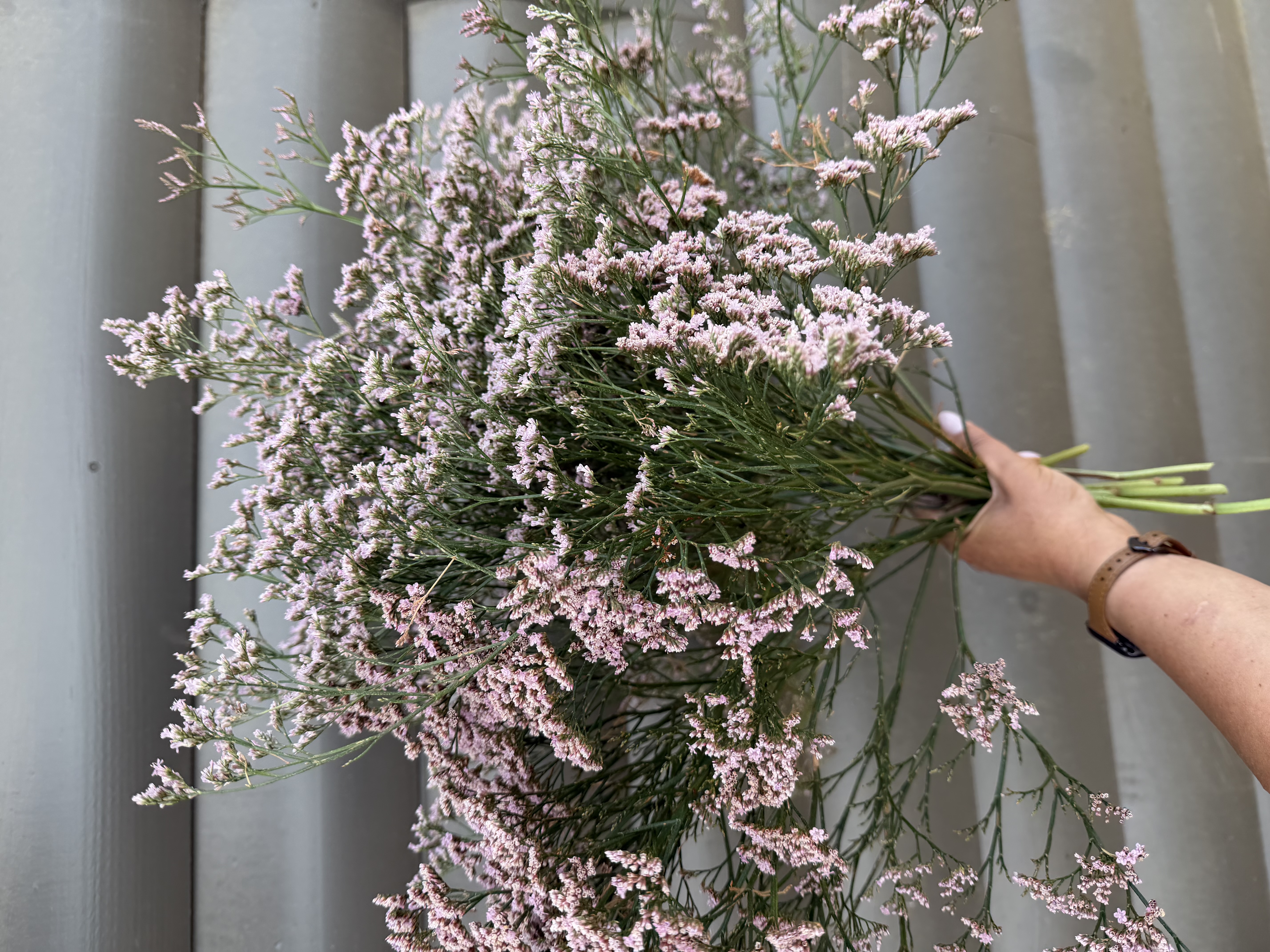 LIMONIUM sinensis Sensy Pink Beauty