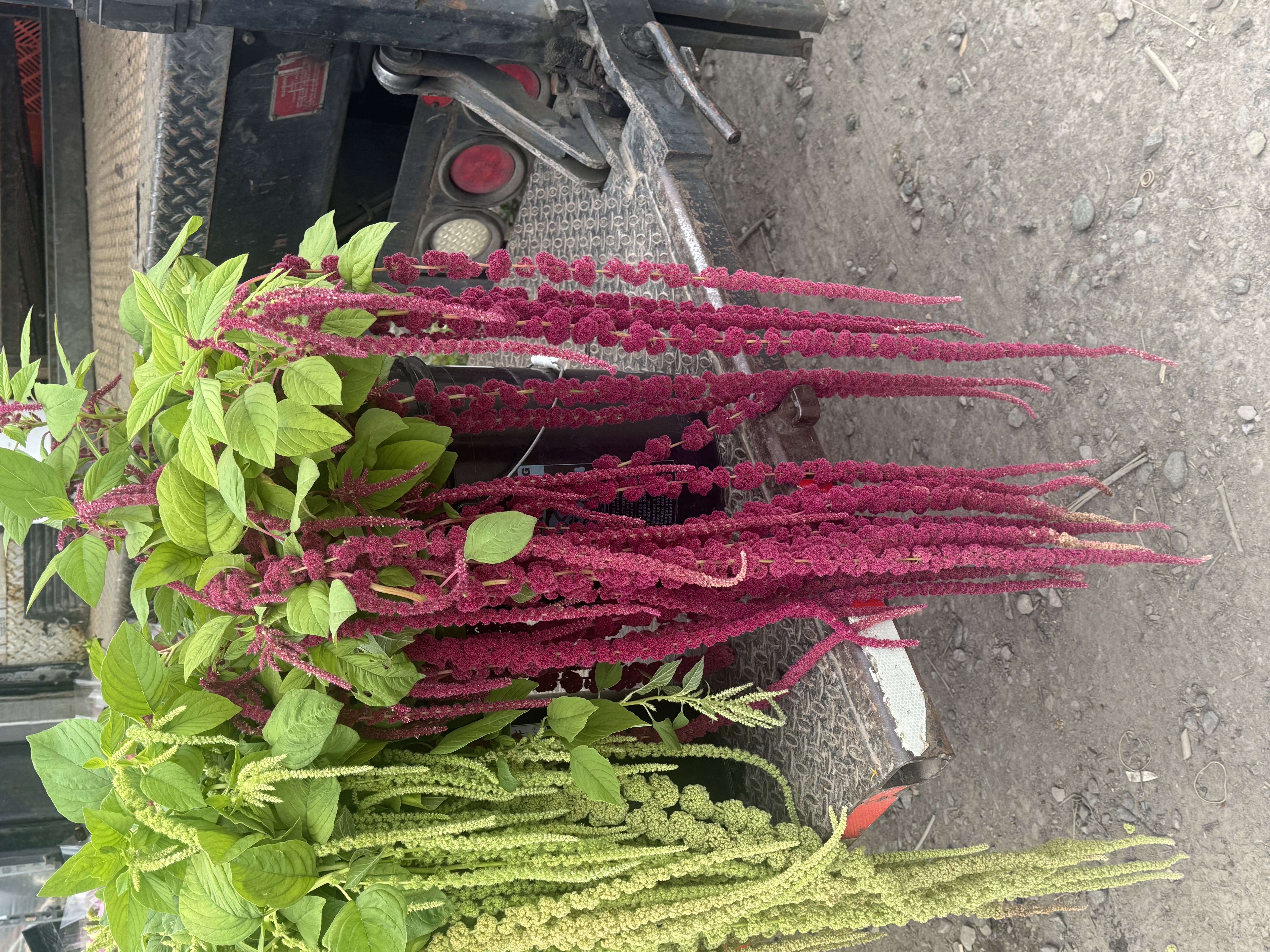 AMARANTHUS caudatus Love-Lies-Bleeding