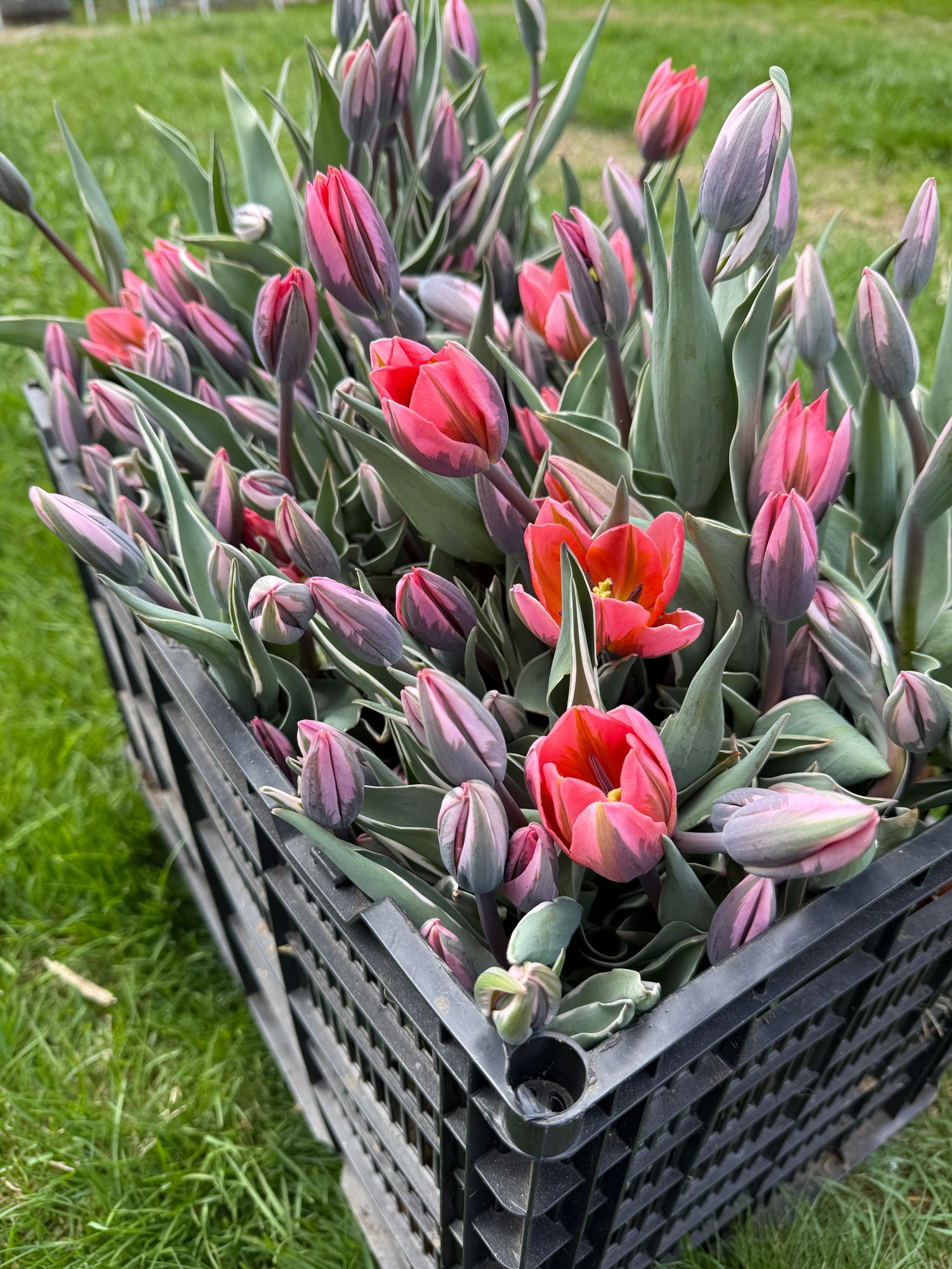 TULIPA Pretty Princess
