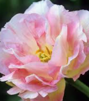 TULIPA Angelique