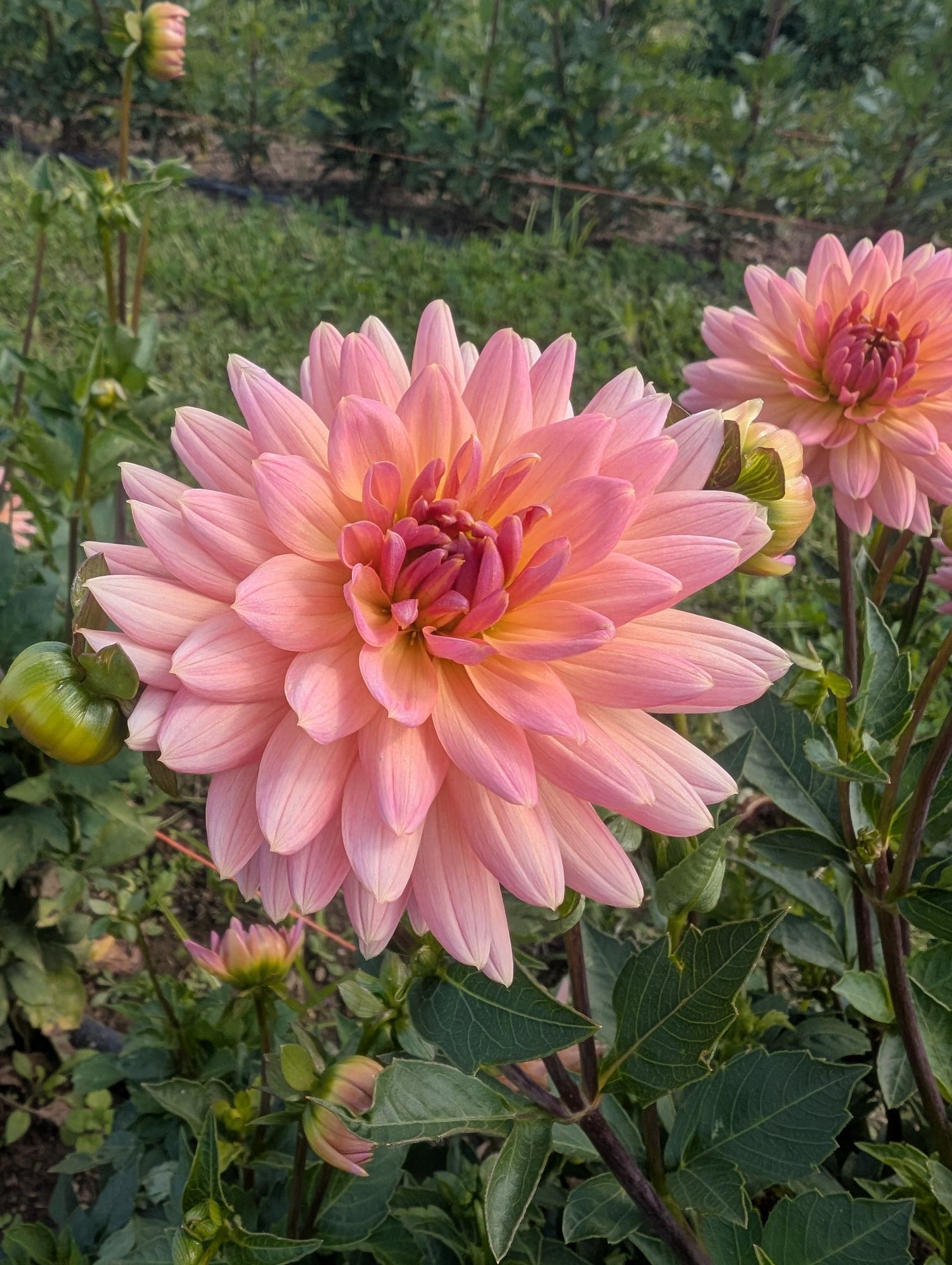 DAHLIA Cactus
