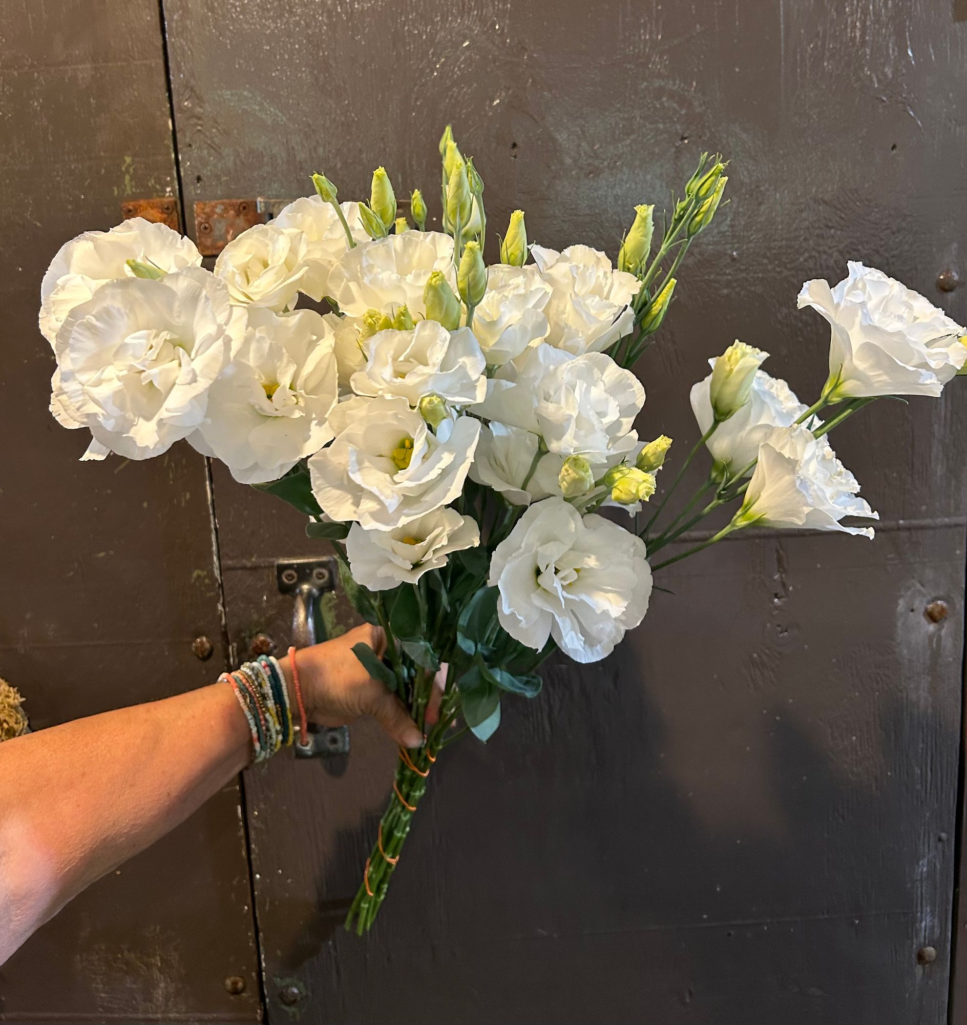 EUSTOMA grandiflorum Echo