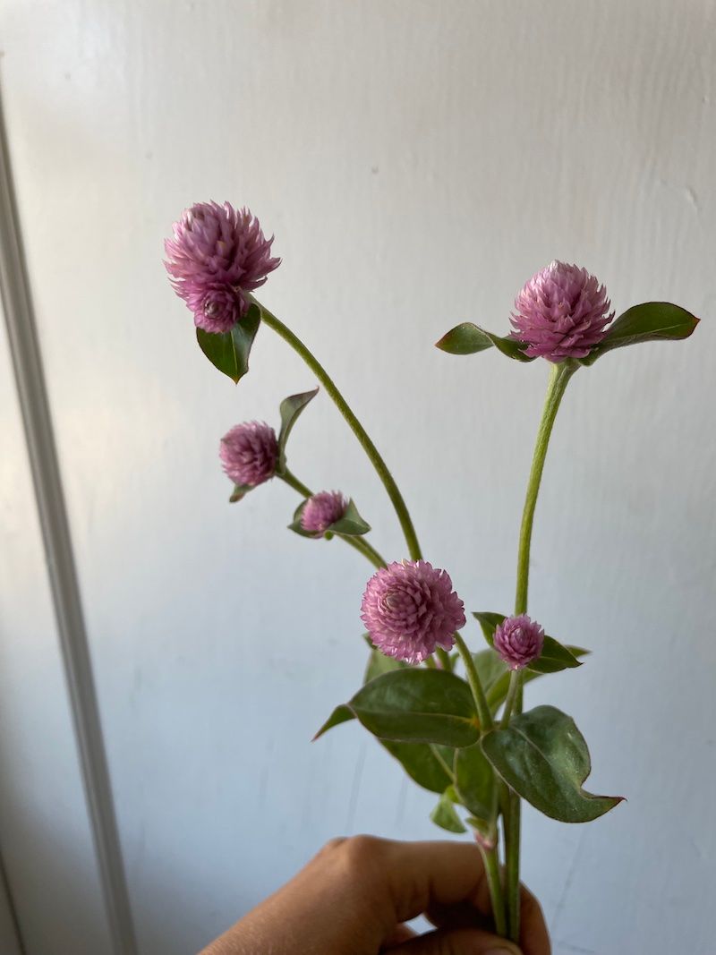 GOMPHRENA globosa Raspberry Cream