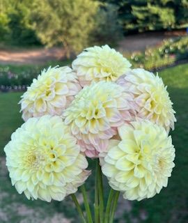 DAHLIA