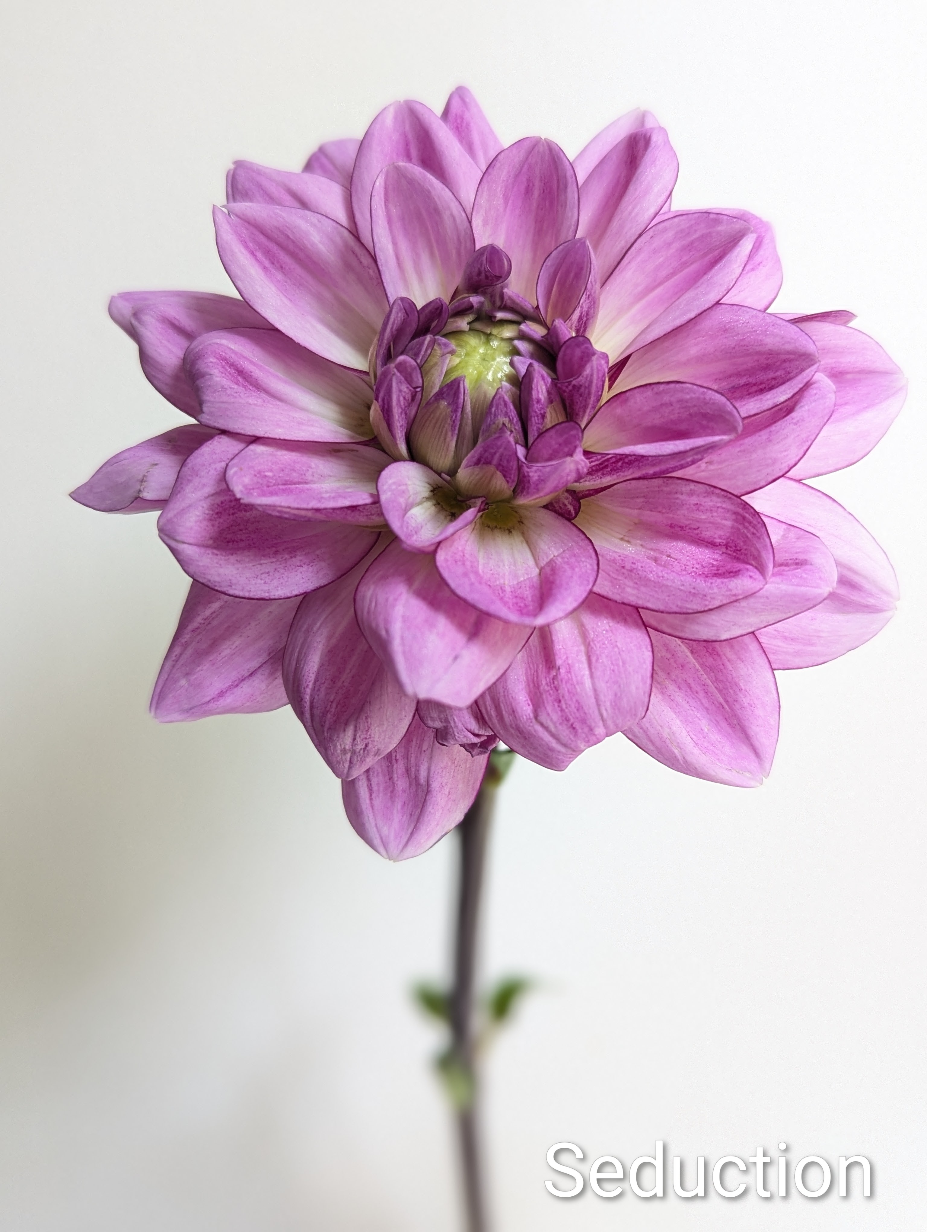 DAHLIA Seduction