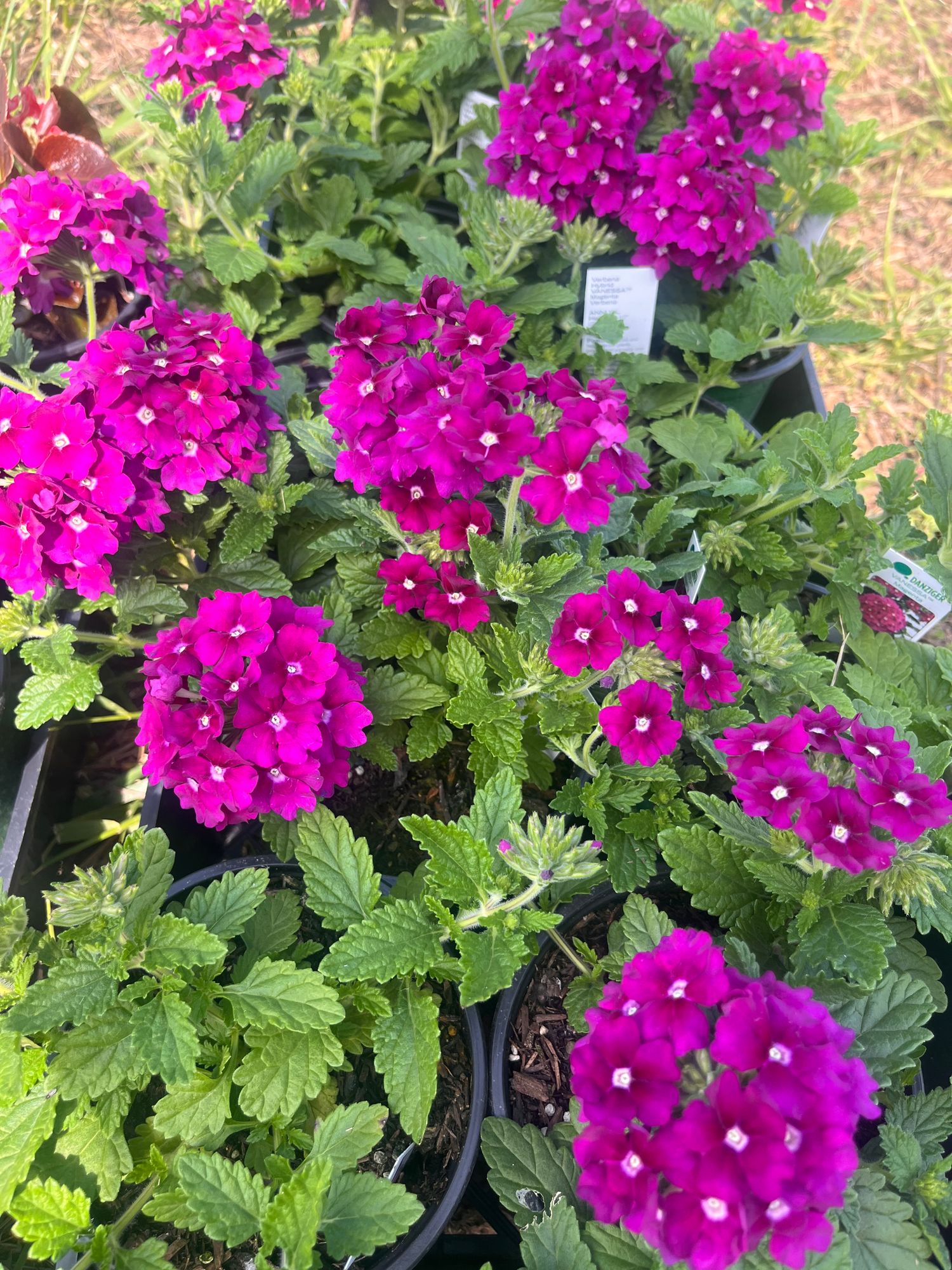 Verbena