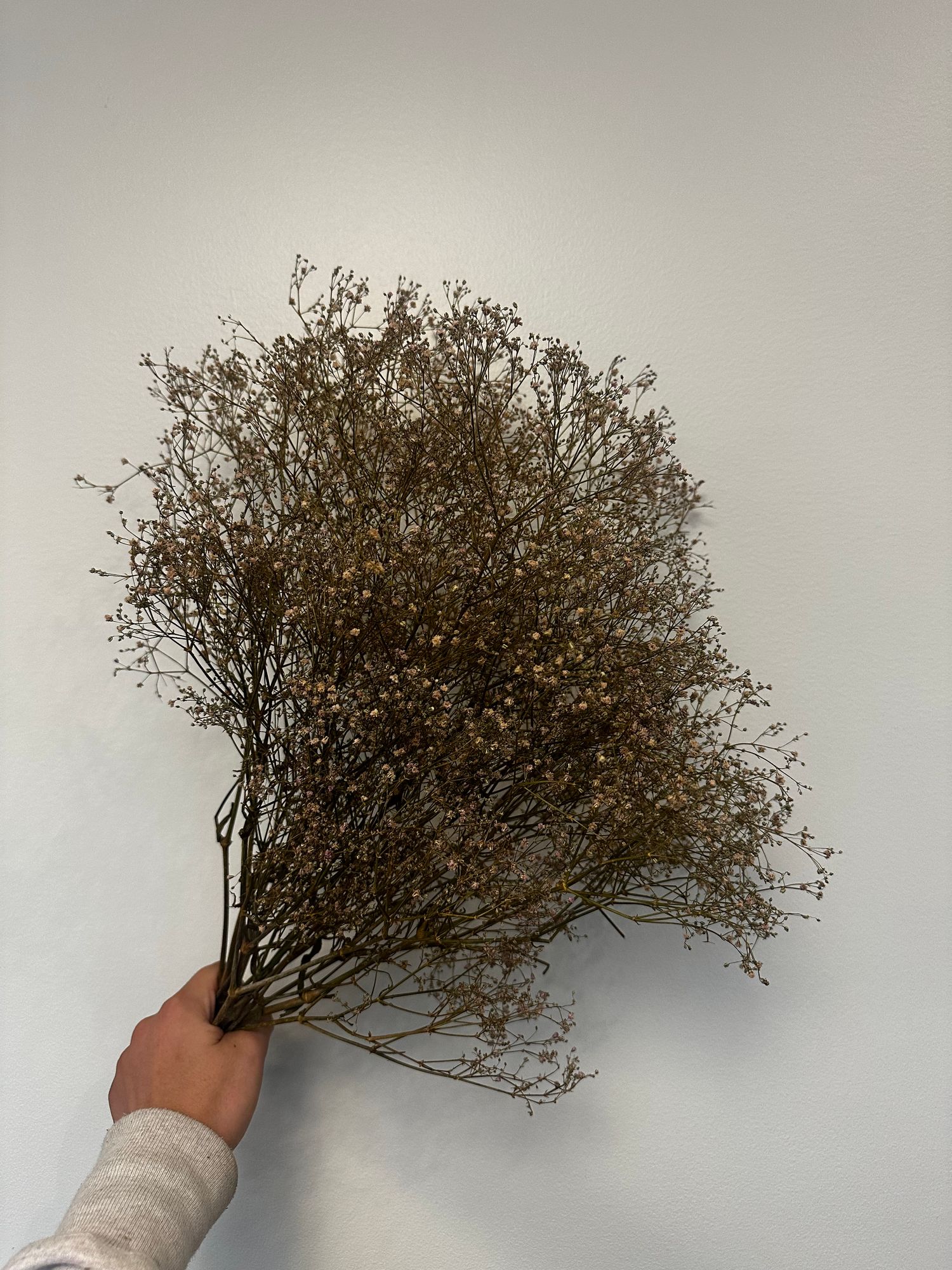 GYPSOPHILA elegans Covent Garden Market