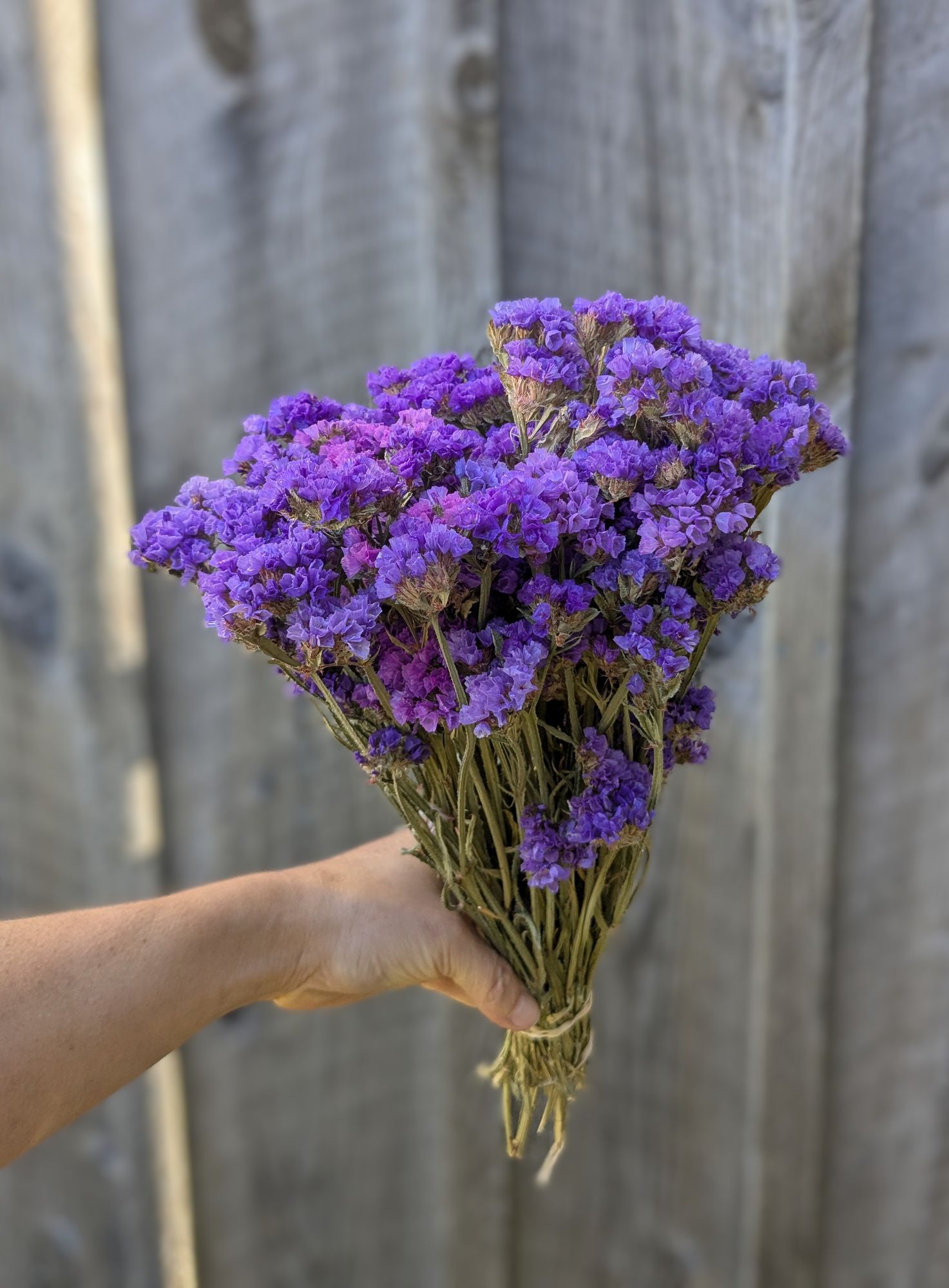 LIMONIUM sinuatum Seeker