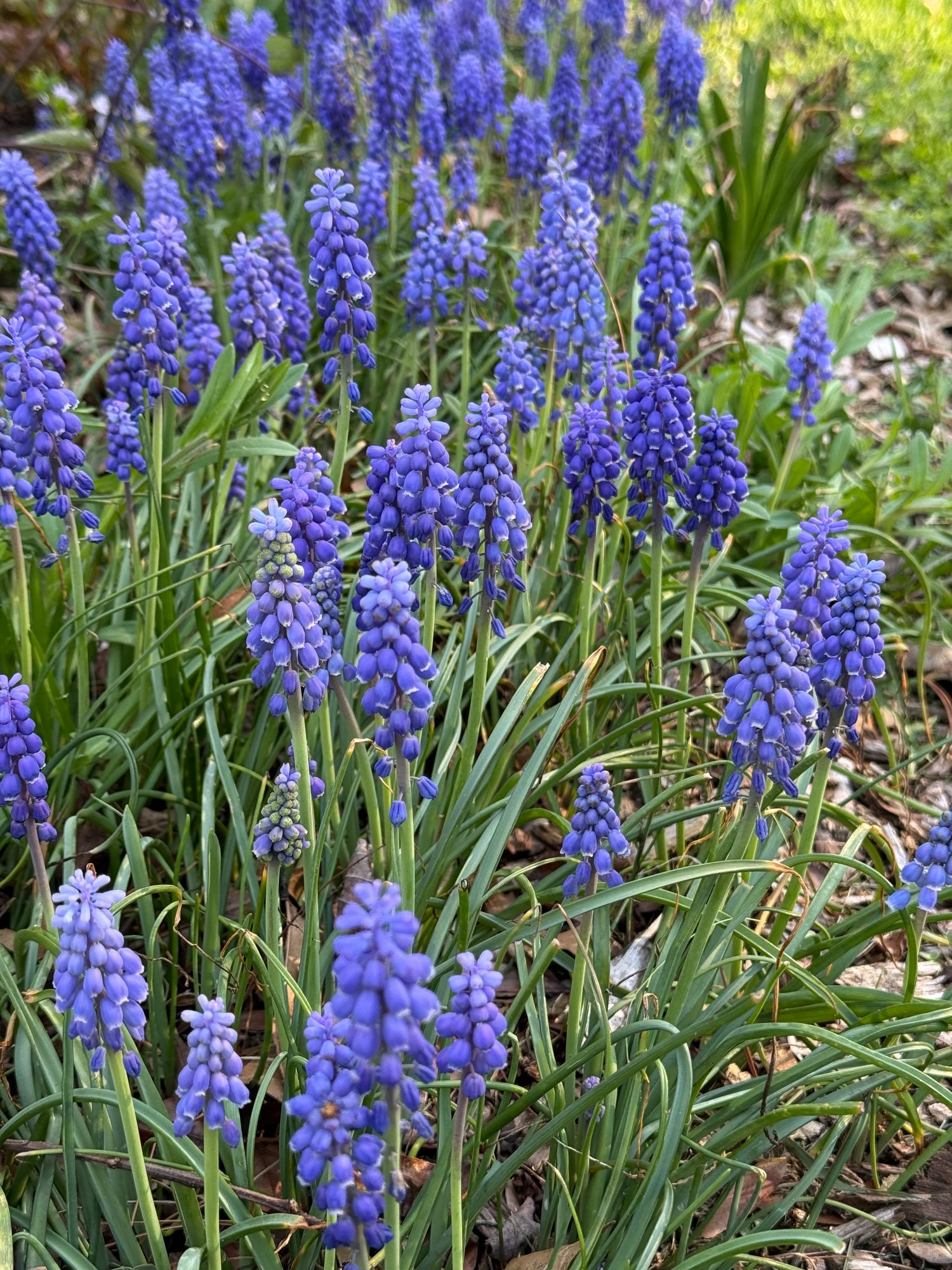 MUSCARI armeniacum