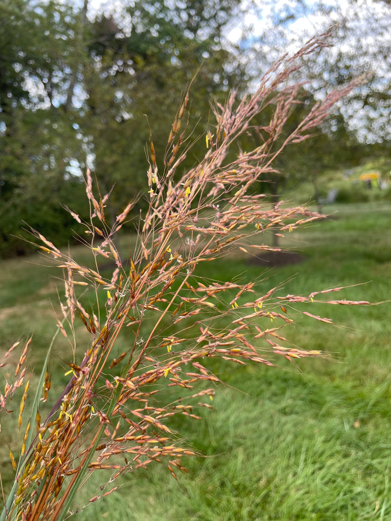 SORGHASTRUM nutans Indian Steel