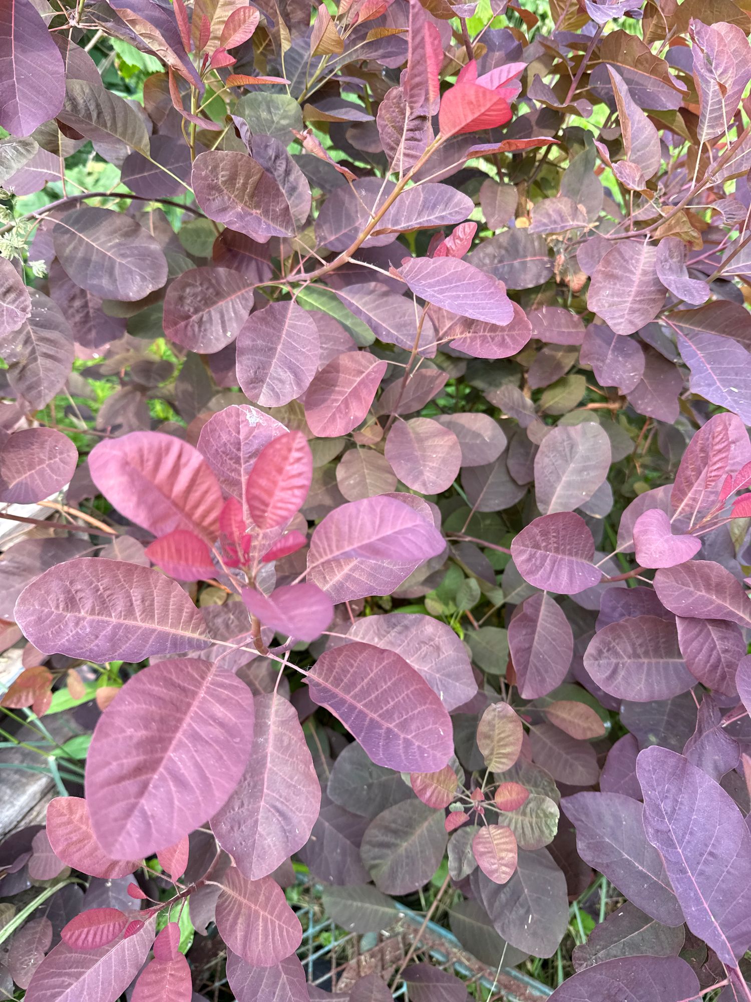 COTINUS coggygria