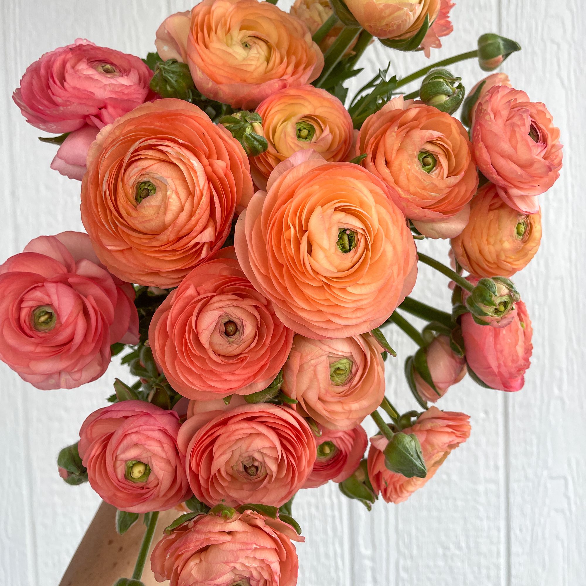 RANUNCULUS Elegance Salmon