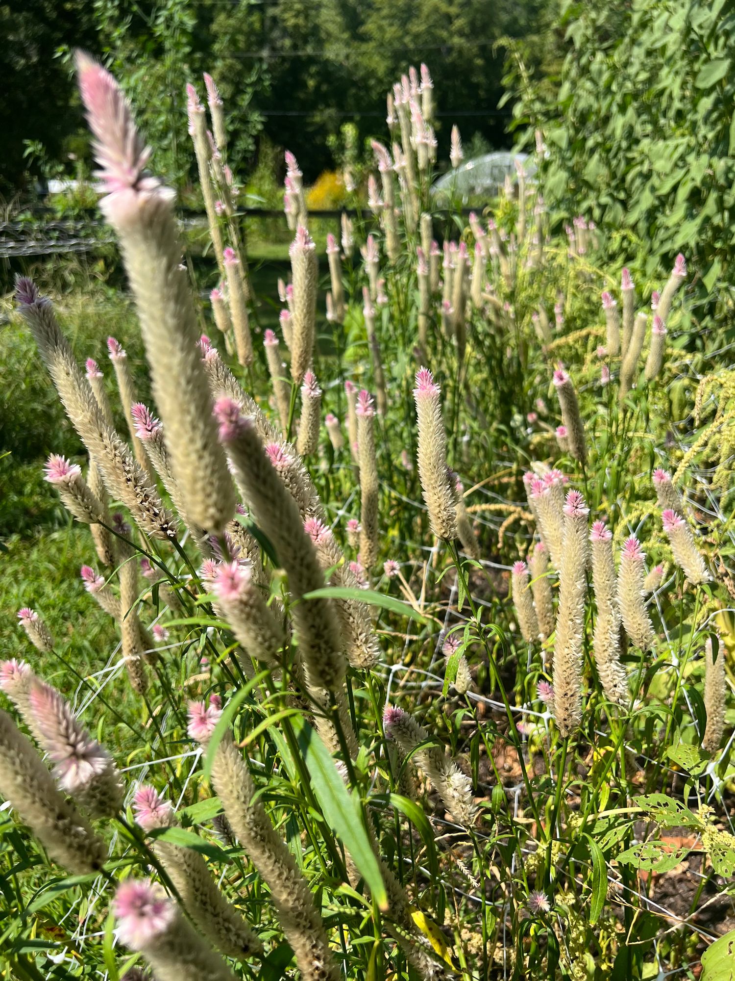 CELOSIA argentea Eternity