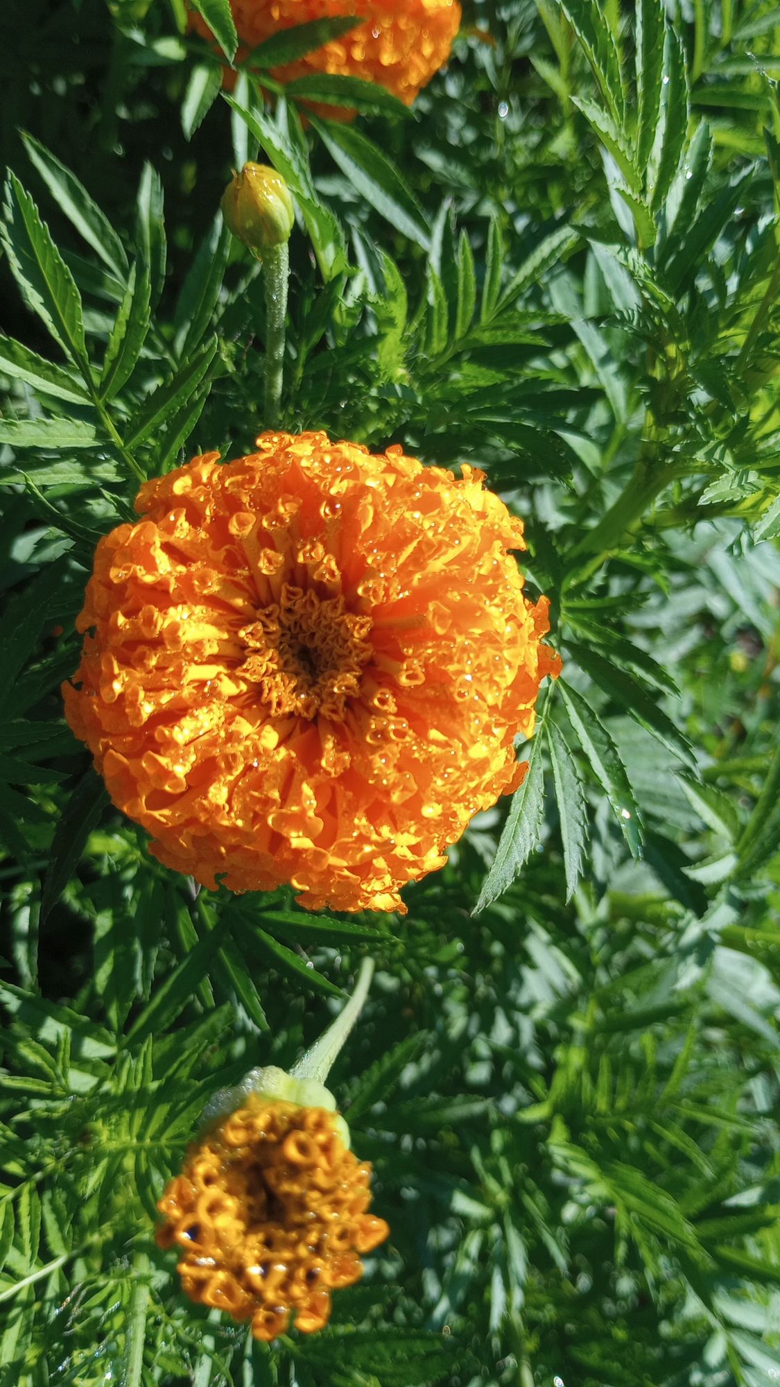 TAGETES erecta Jedi