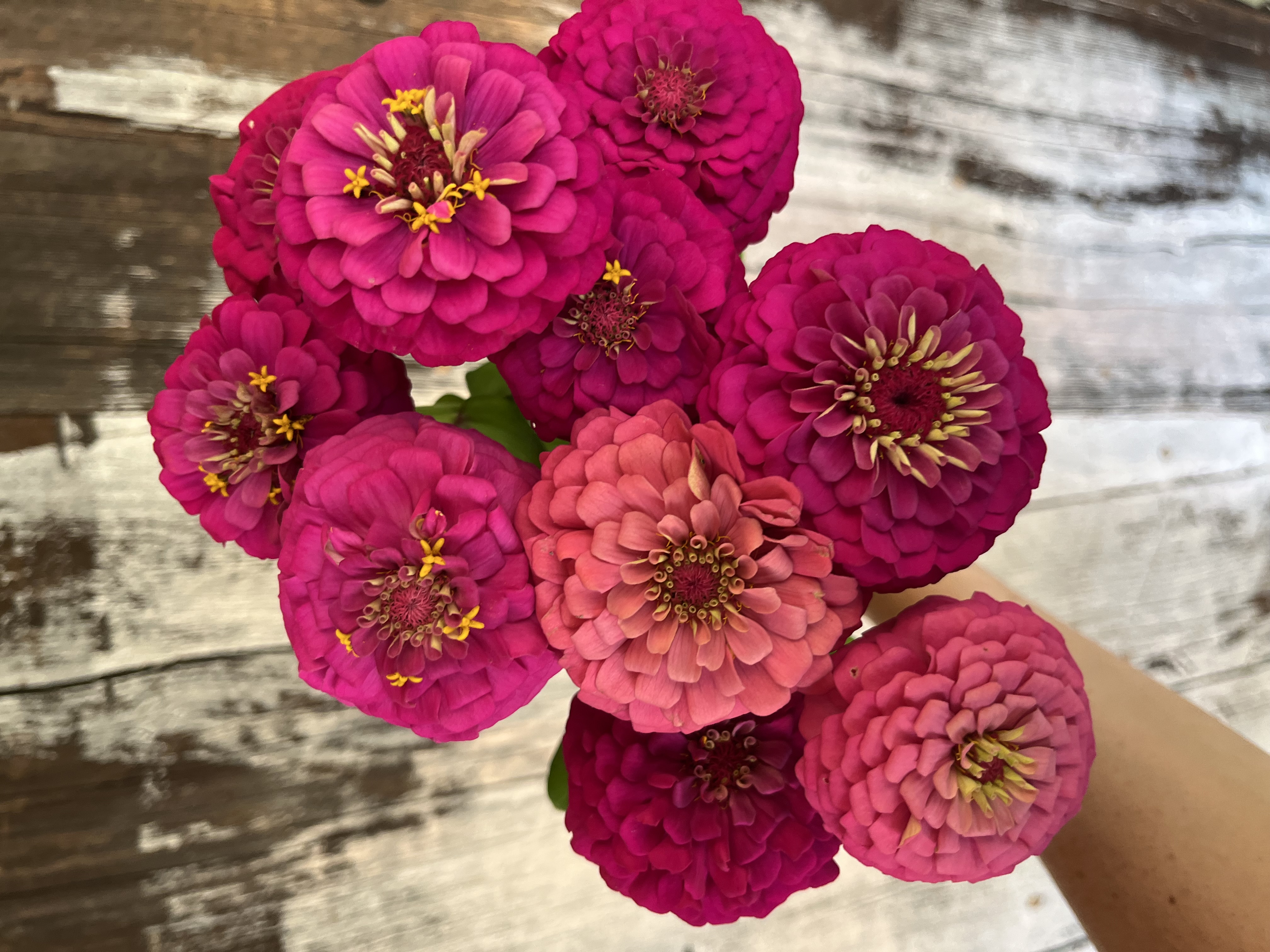 ZINNIA elegans Oklahoma Series