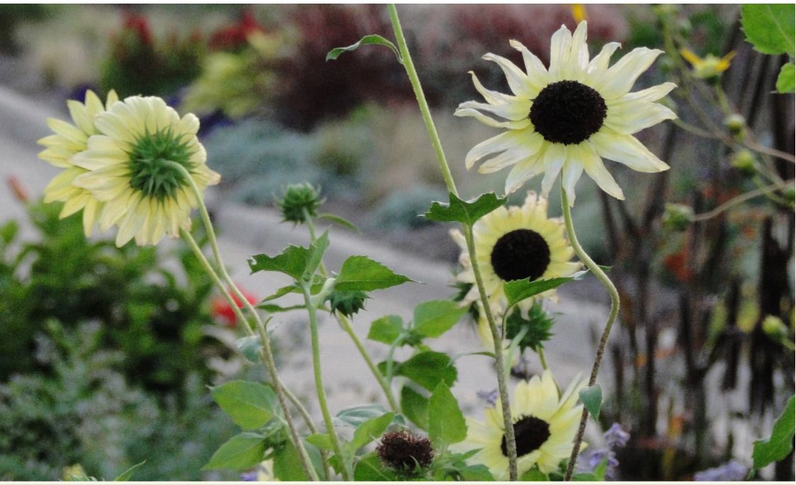 HELIANTHUS annuus