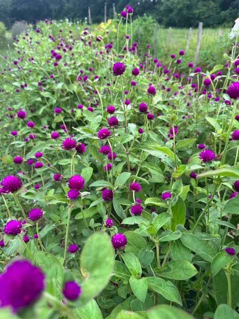 GOMPHRENA globosa Audray