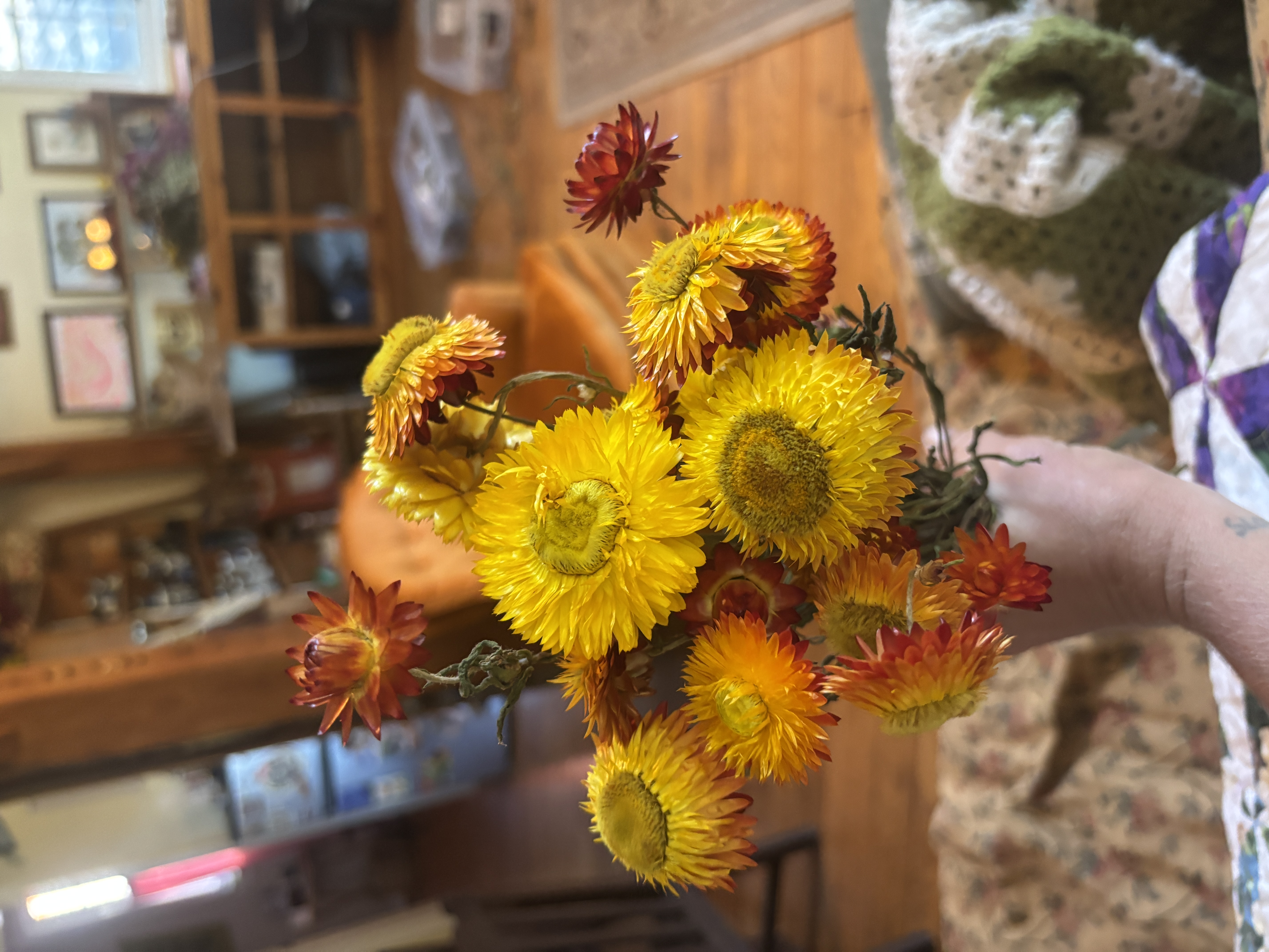 XEROCHRYSUM bracteatum King Size Orange
