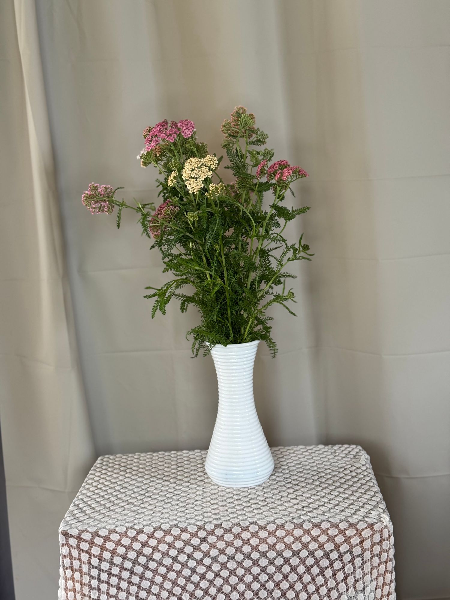 ACHILLEA ageratifolia