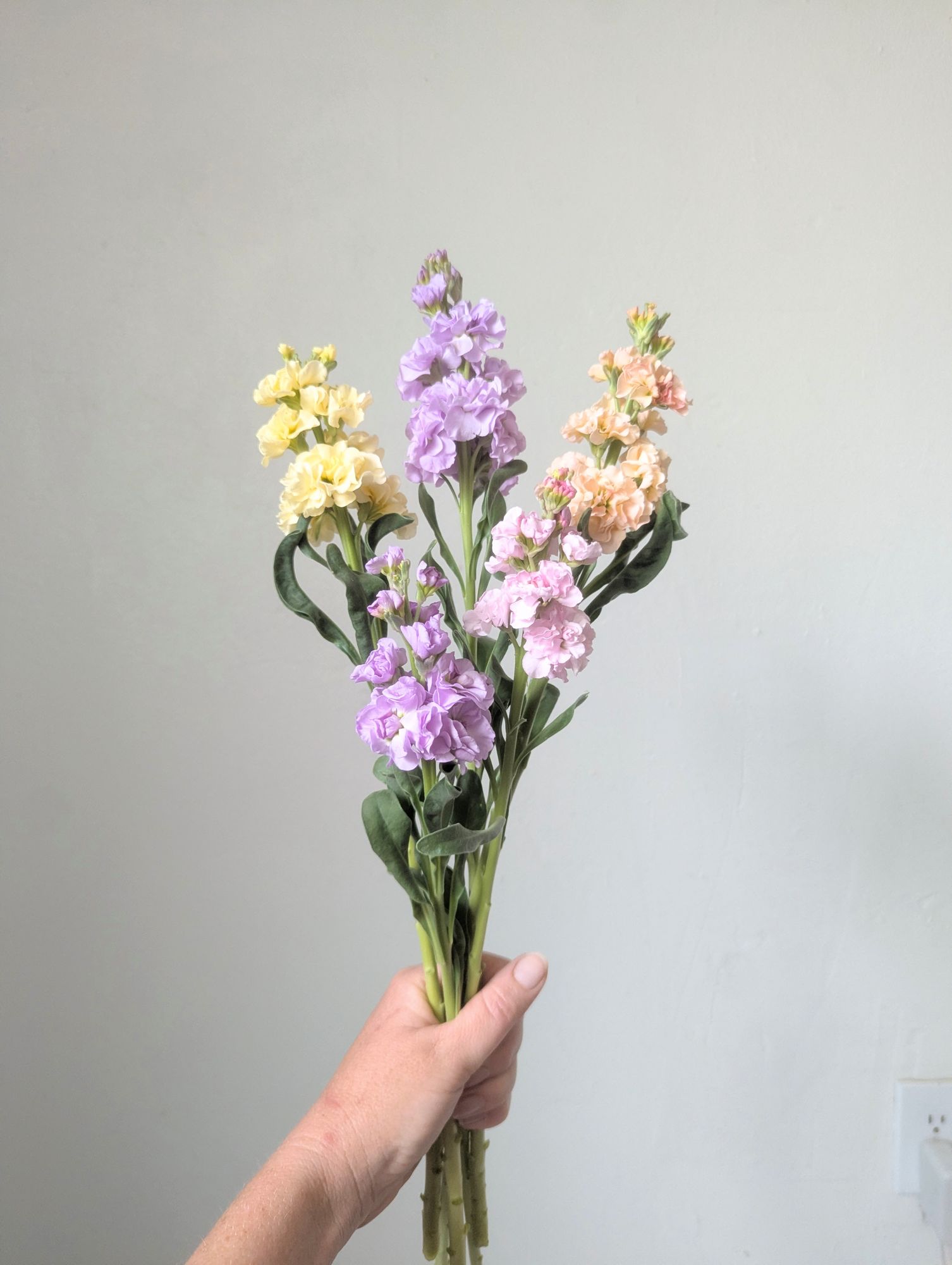 MATTHIOLA incana Iron