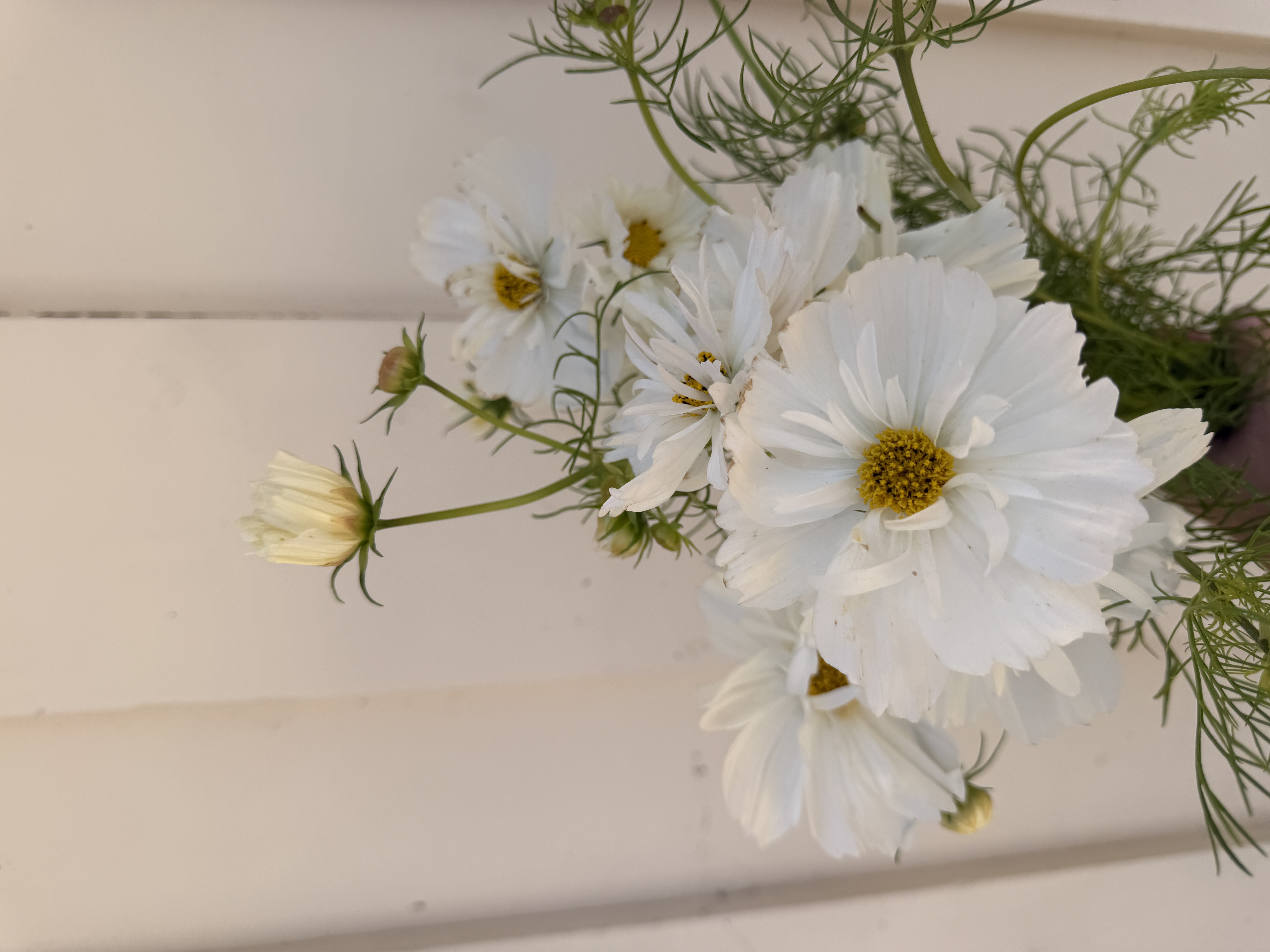 COSMOS bipinnatus Fizzy White