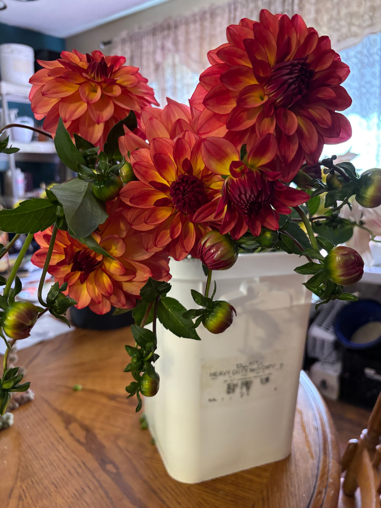 DAHLIA Gitts Crazy