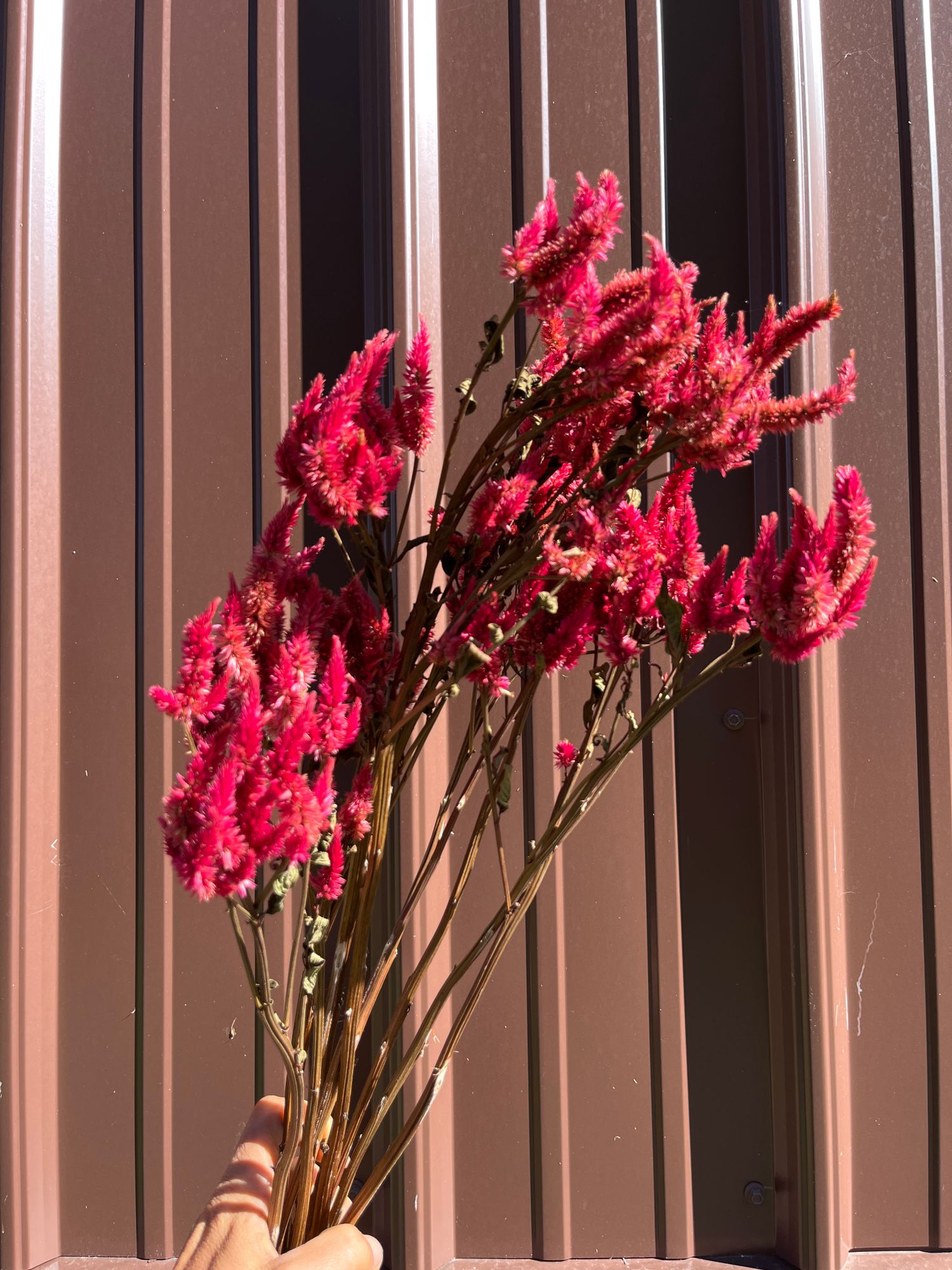 CELOSIA argentea spicata Celway Red
