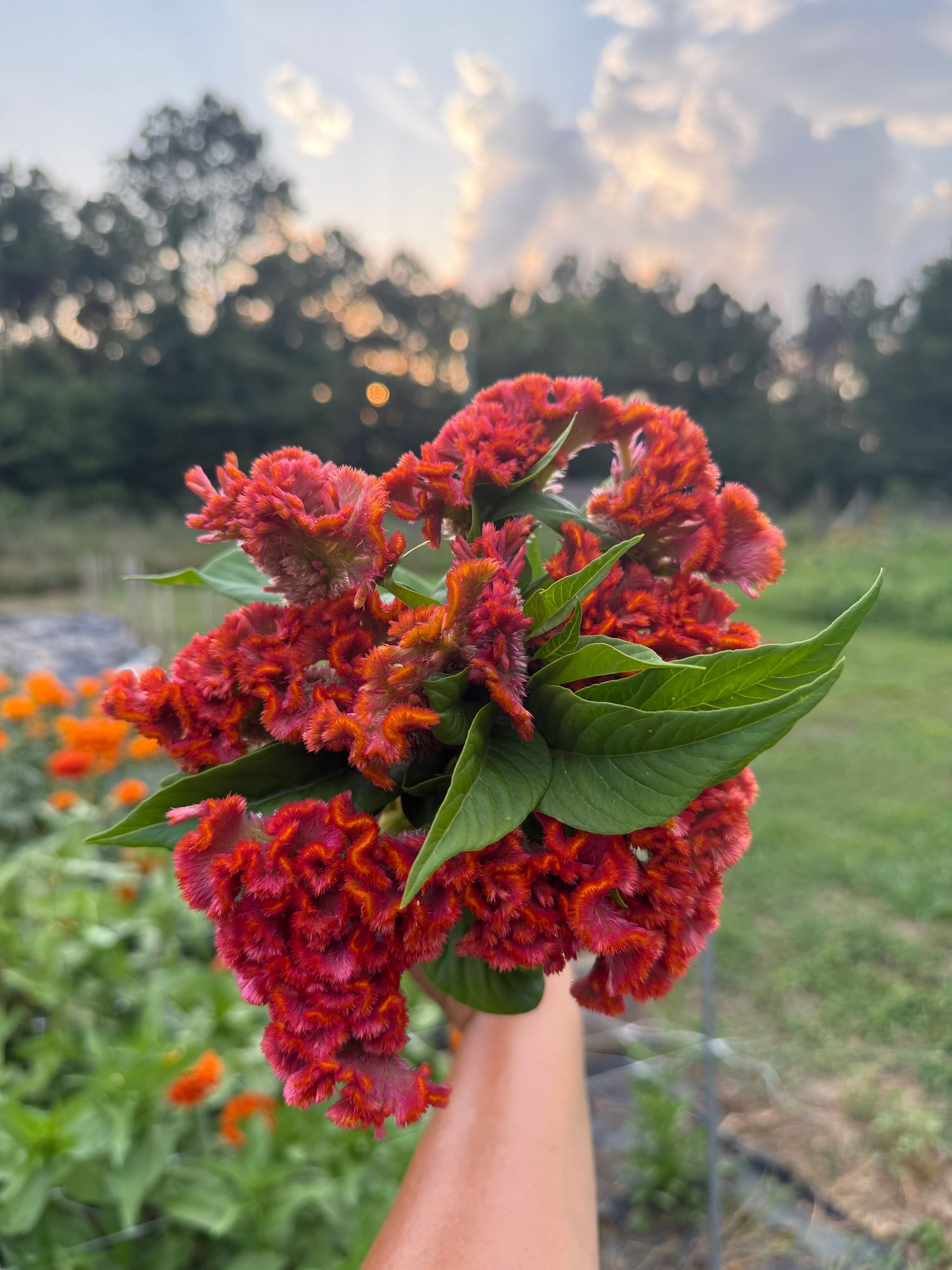 CELOSIA argentea