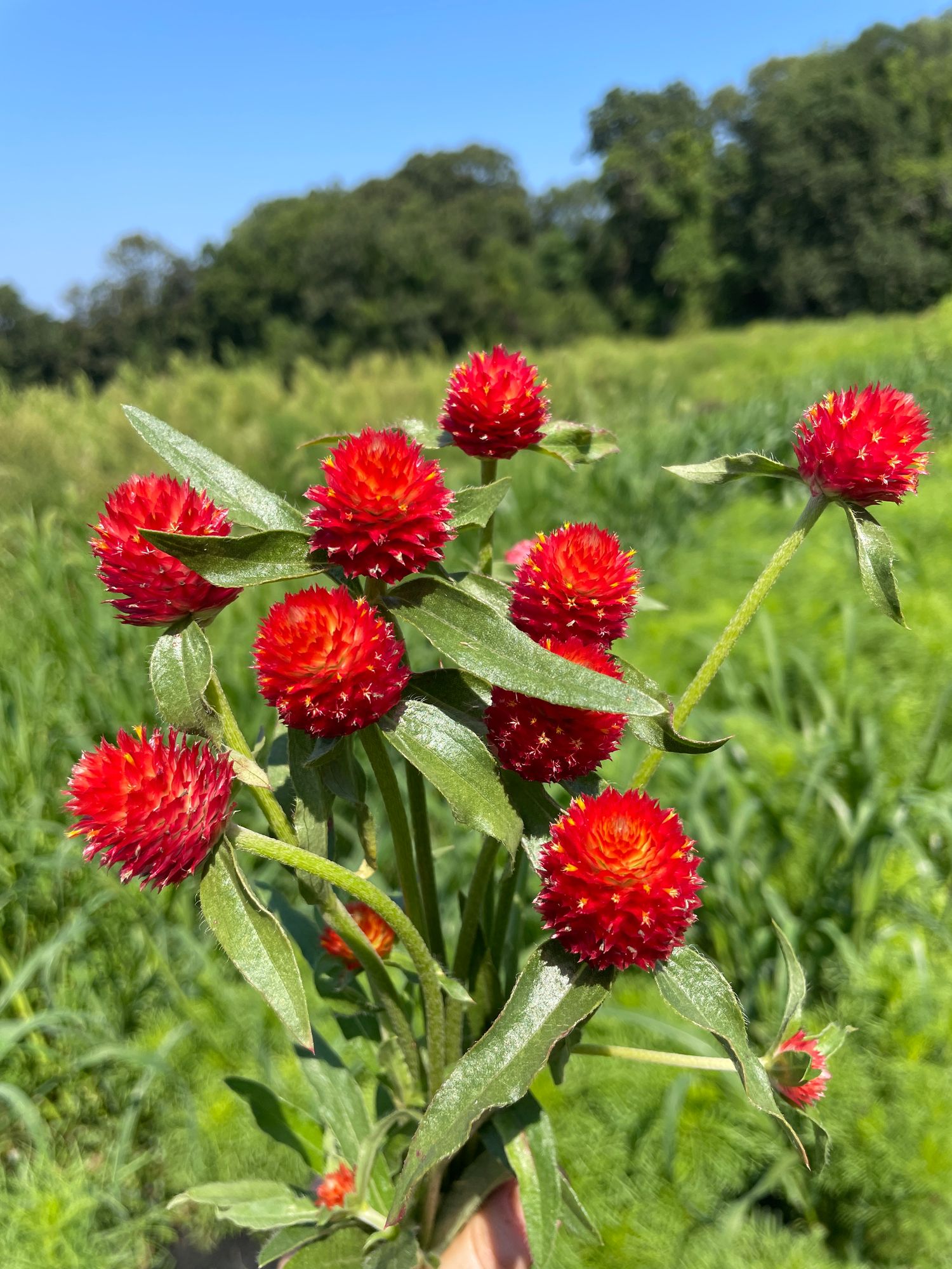 GOMPHRENA haageana Strawberry Fields