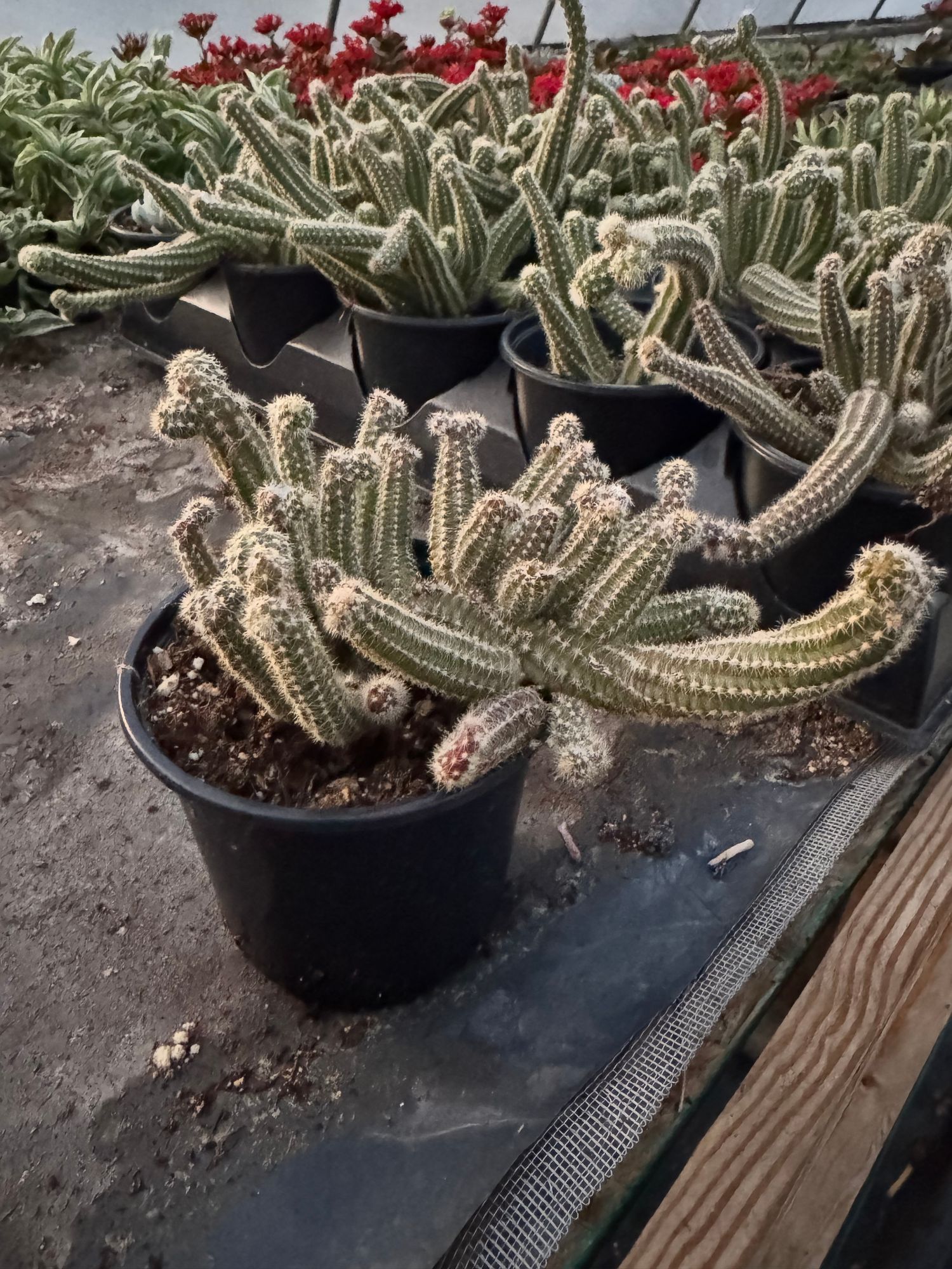 Cactus, Peanut Cactus