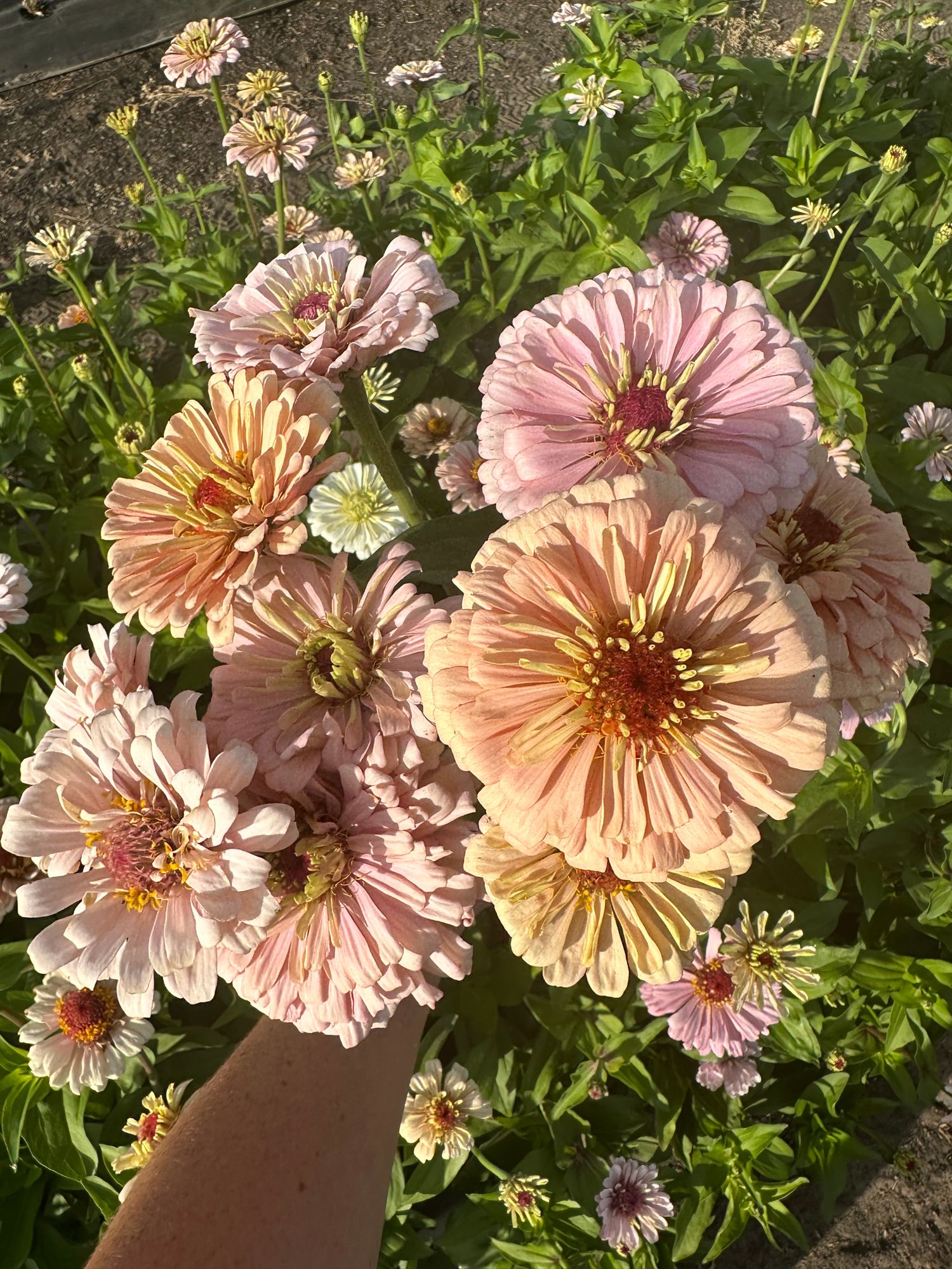 ZINNIA elegans Dawn Creek