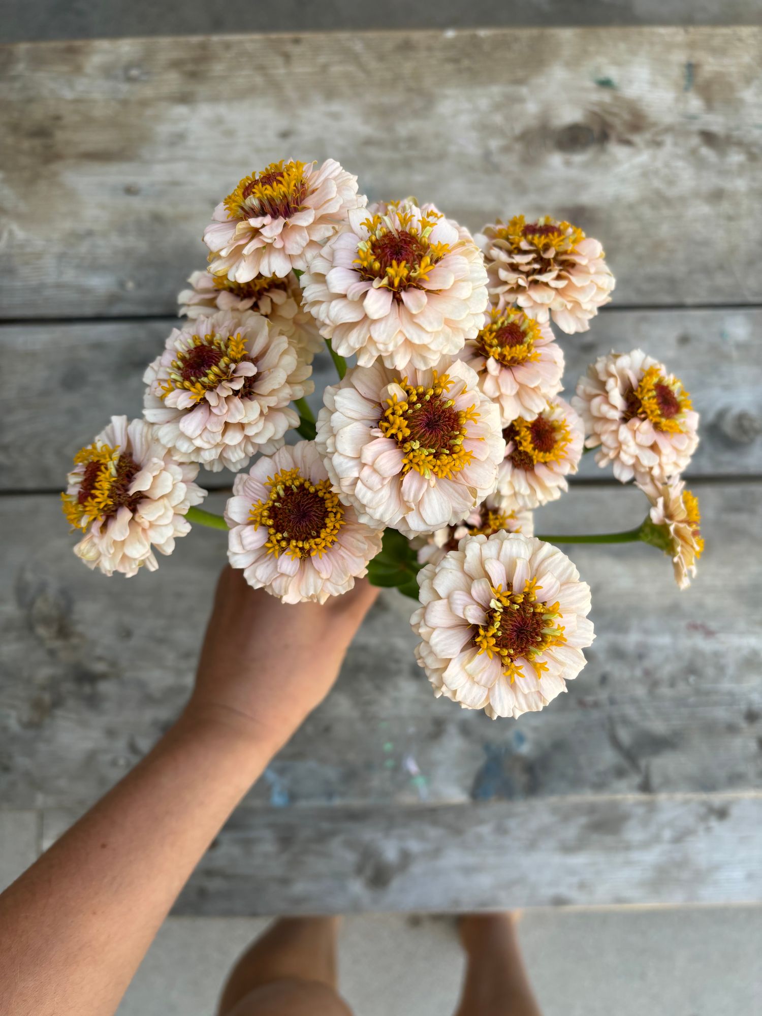 ZINNIA elegans Little Flower Girl