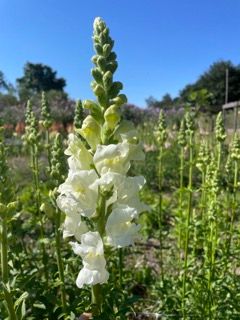 ANTIRRHINUM majus