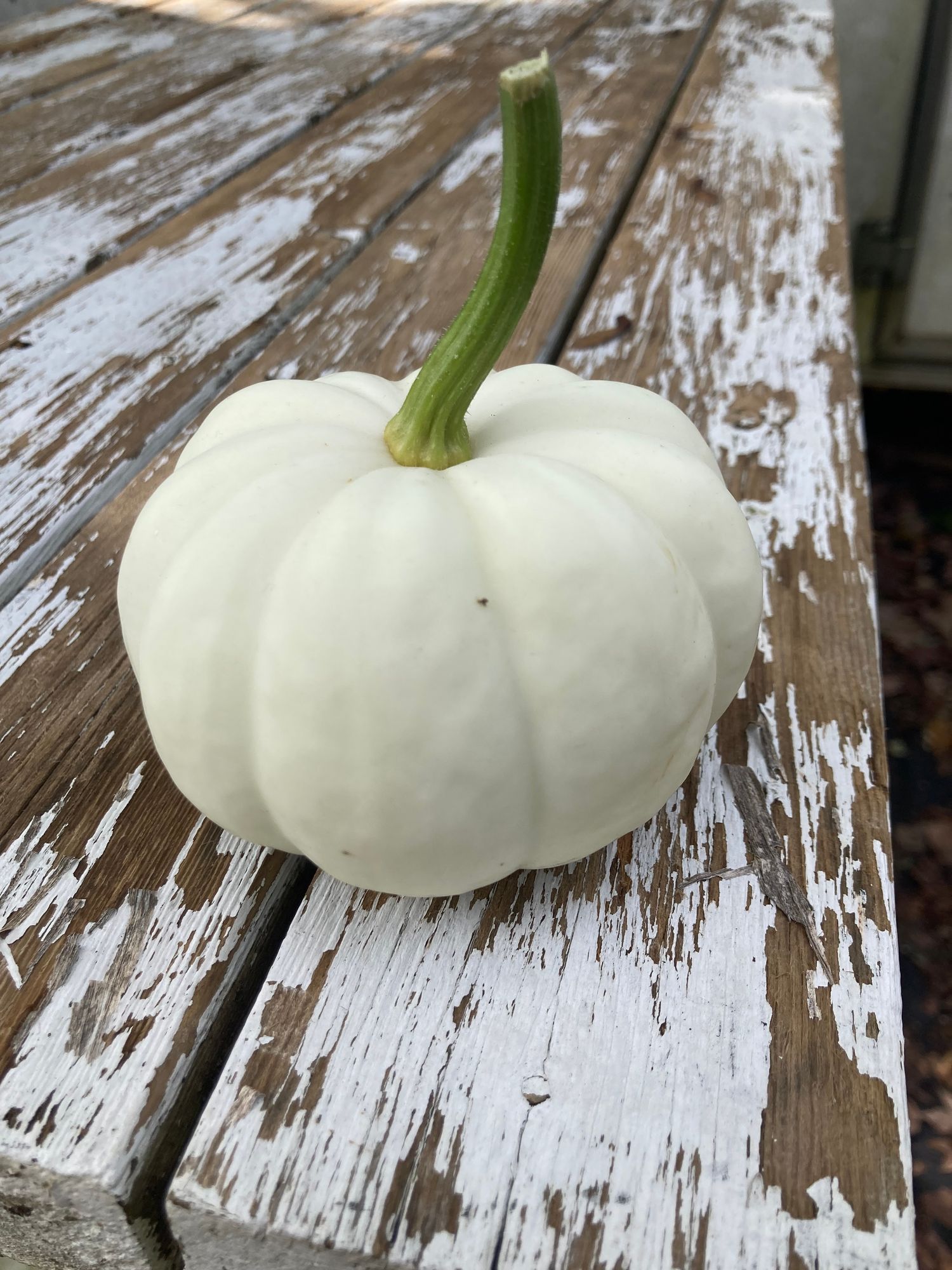 Casperita pumpkin