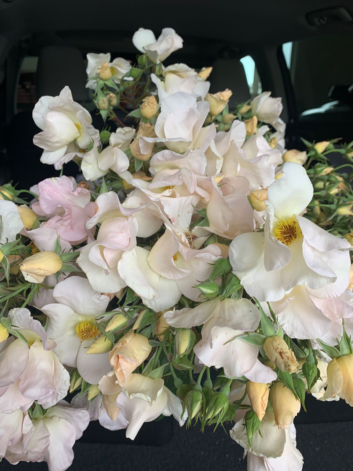 ROSA hybrida