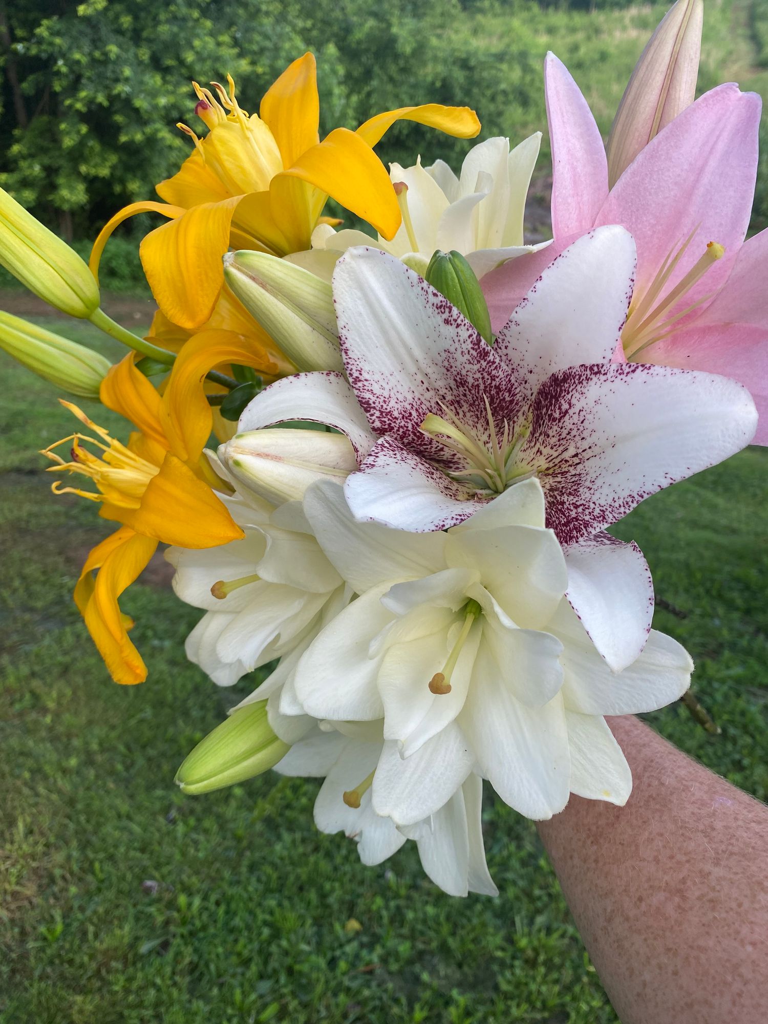 LILIUM longiflorum x asiatic