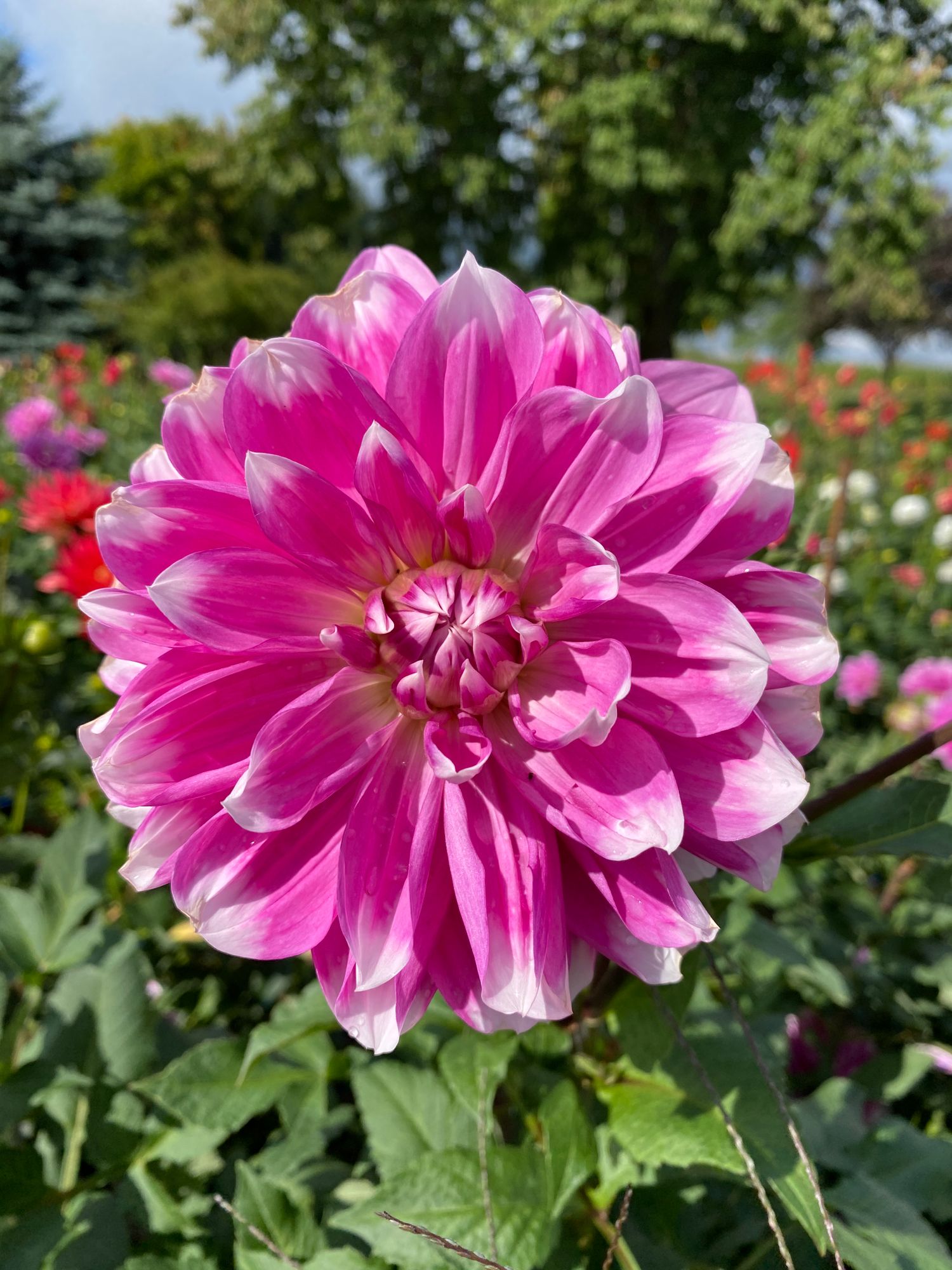 DAHLIA
