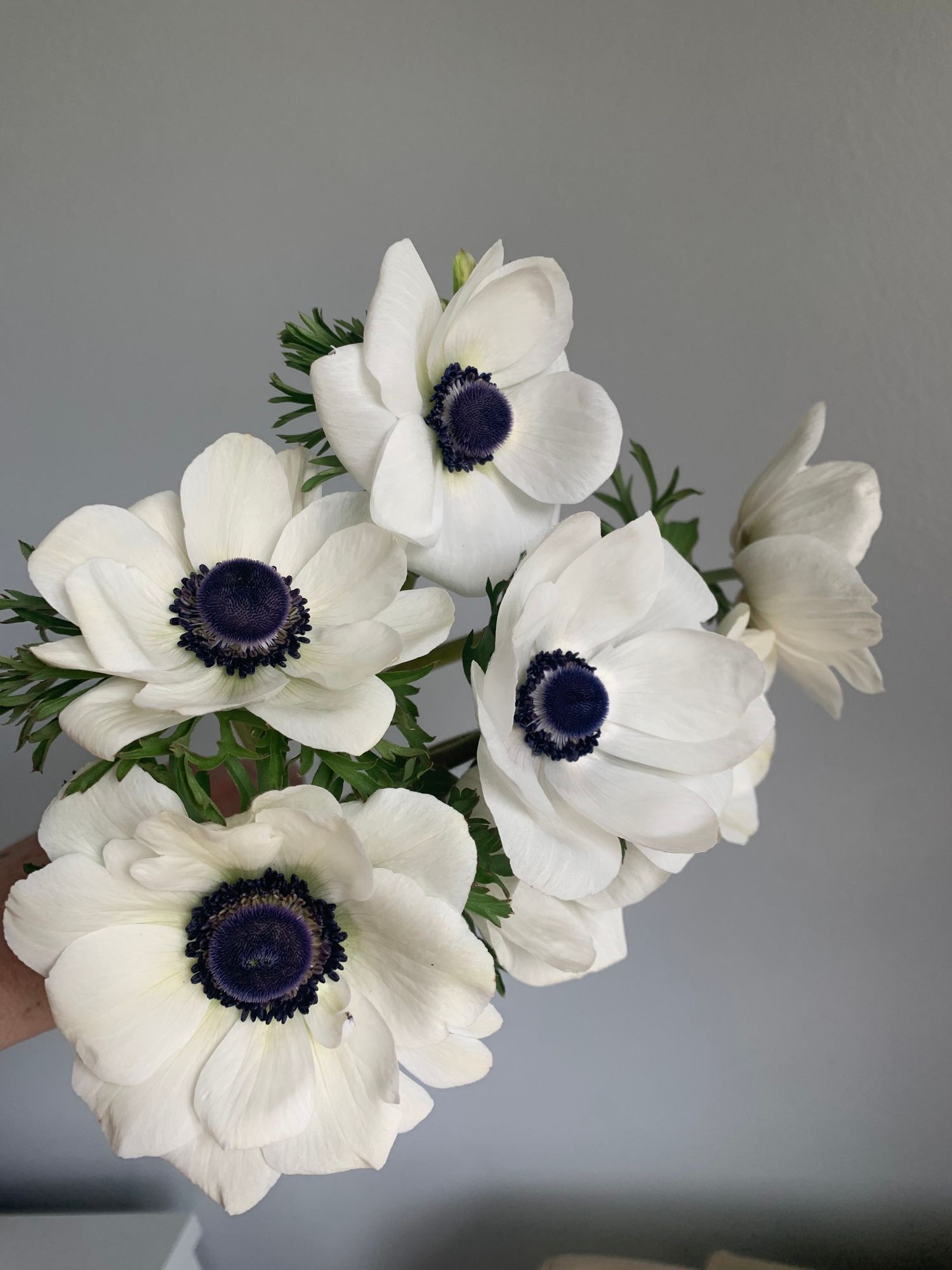 ANEMONE coronaria Panda