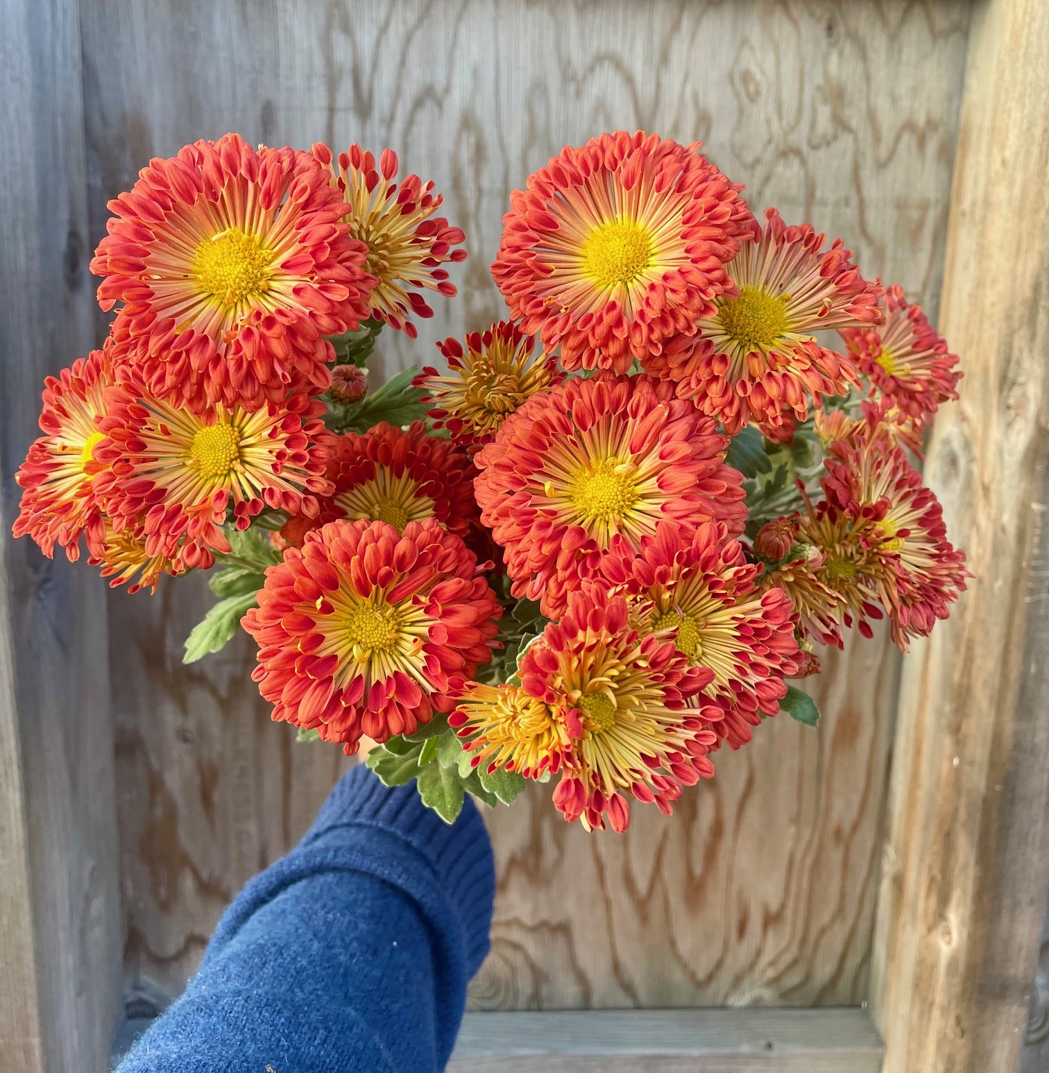 CHRYSANTHEMUM Doliette