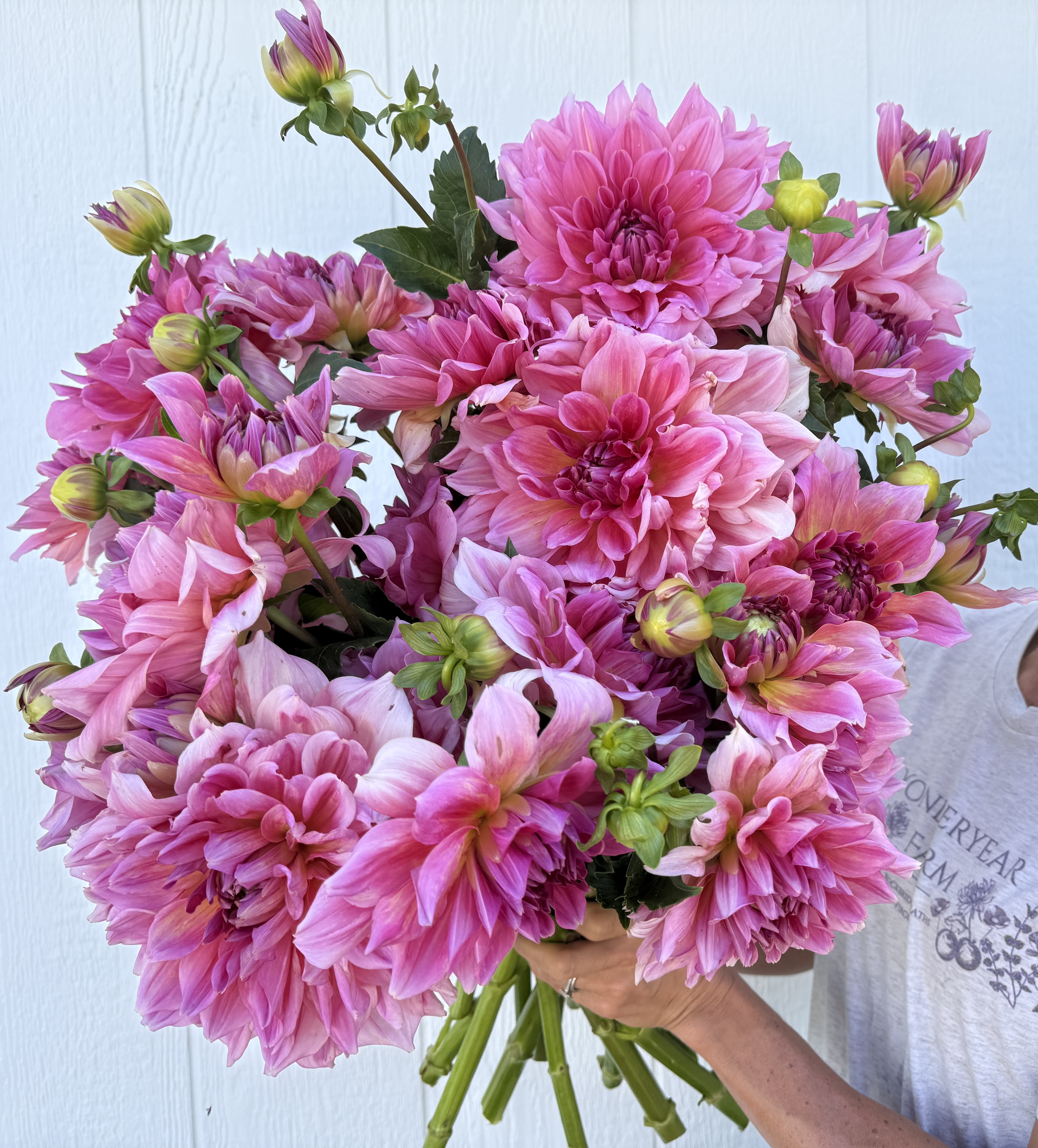 DAHLIA Ottos Thrill