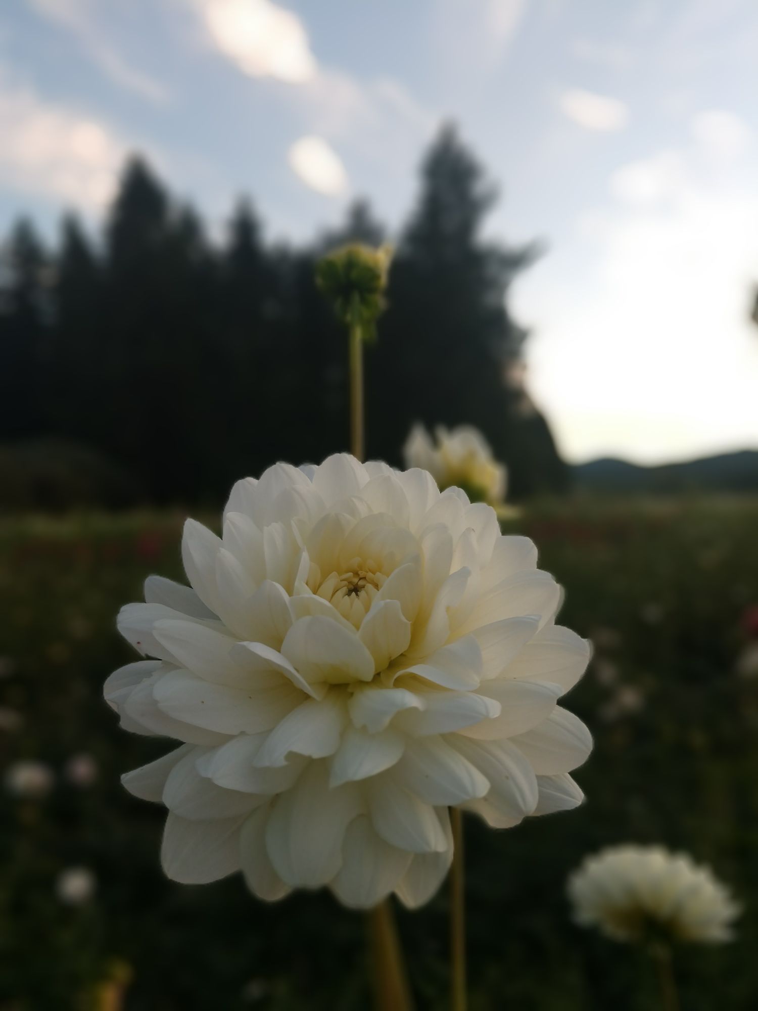 DAHLIA Waterlily (gen. classif.)