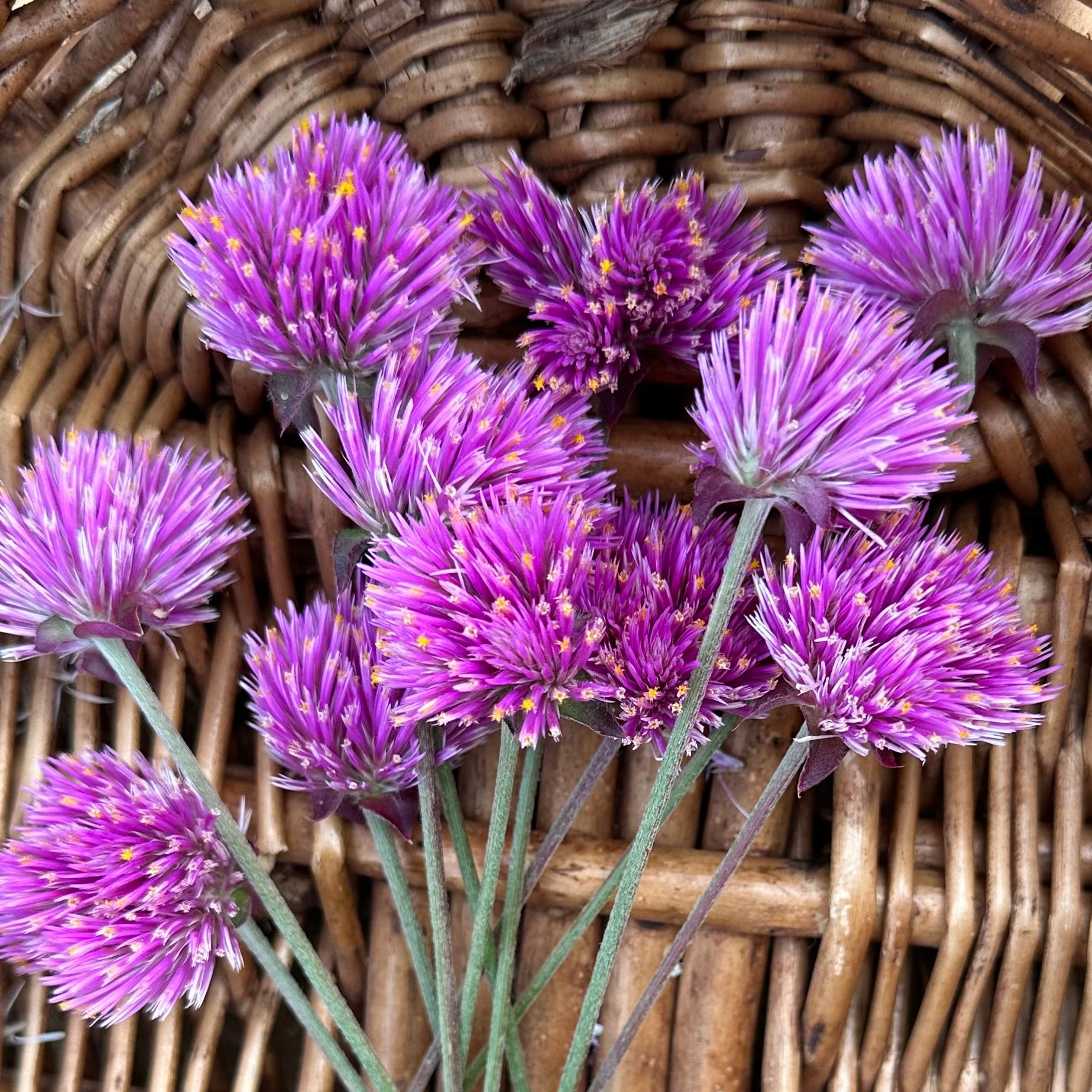 GOMPHRENA globosa Bicolor