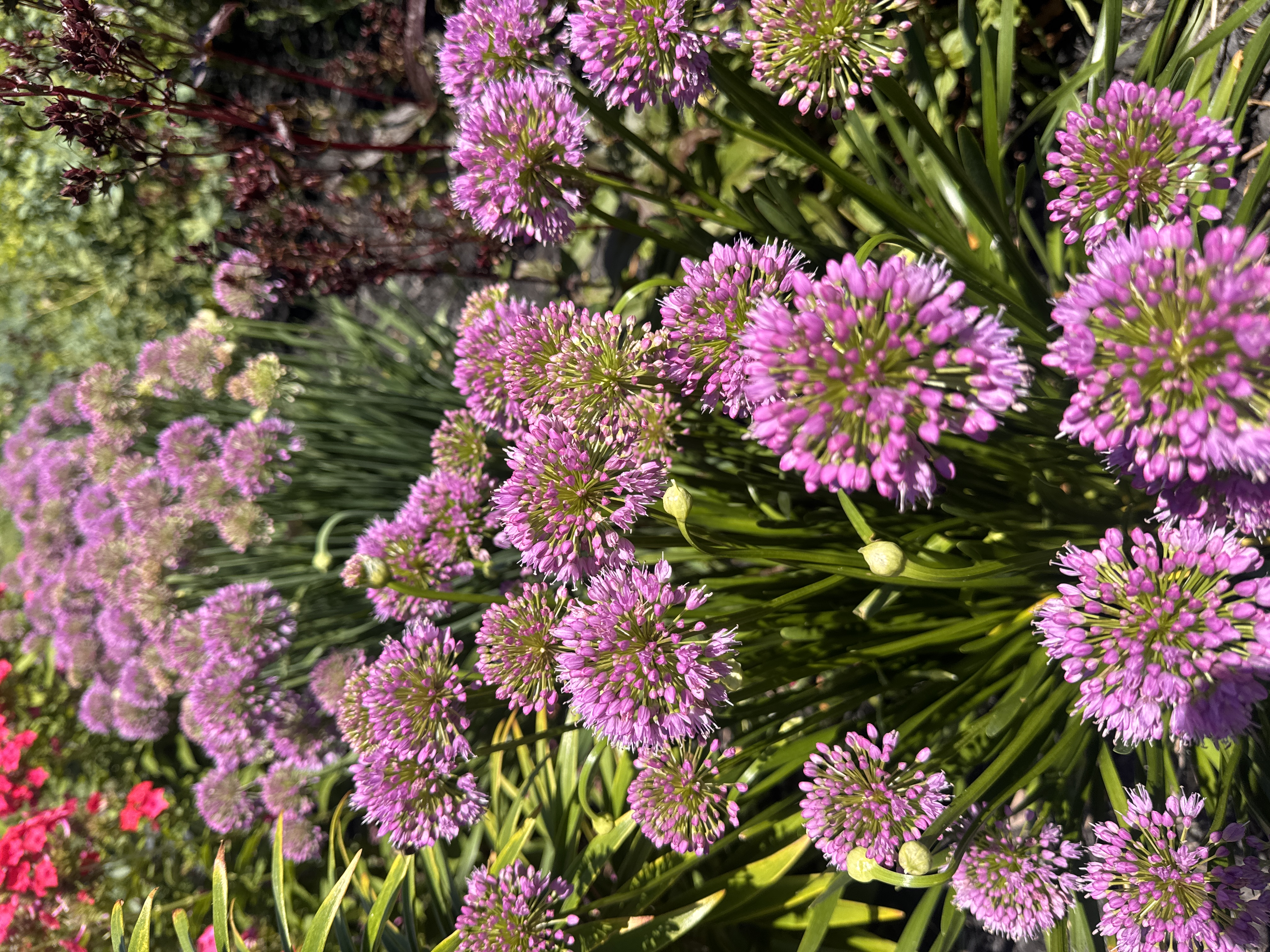 ALLIUM x Millenium