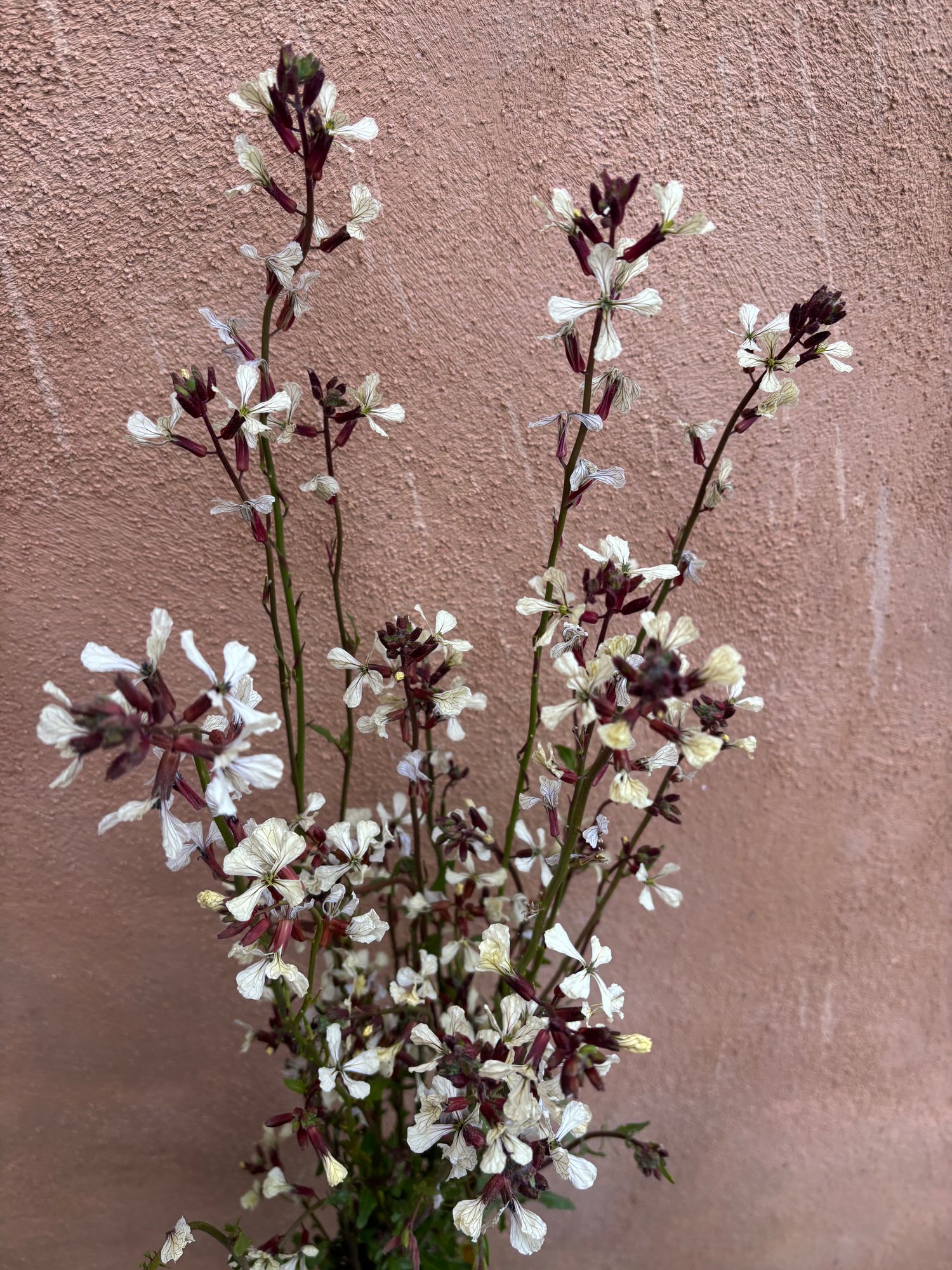 ERUCA vesicaria ssp. sativa