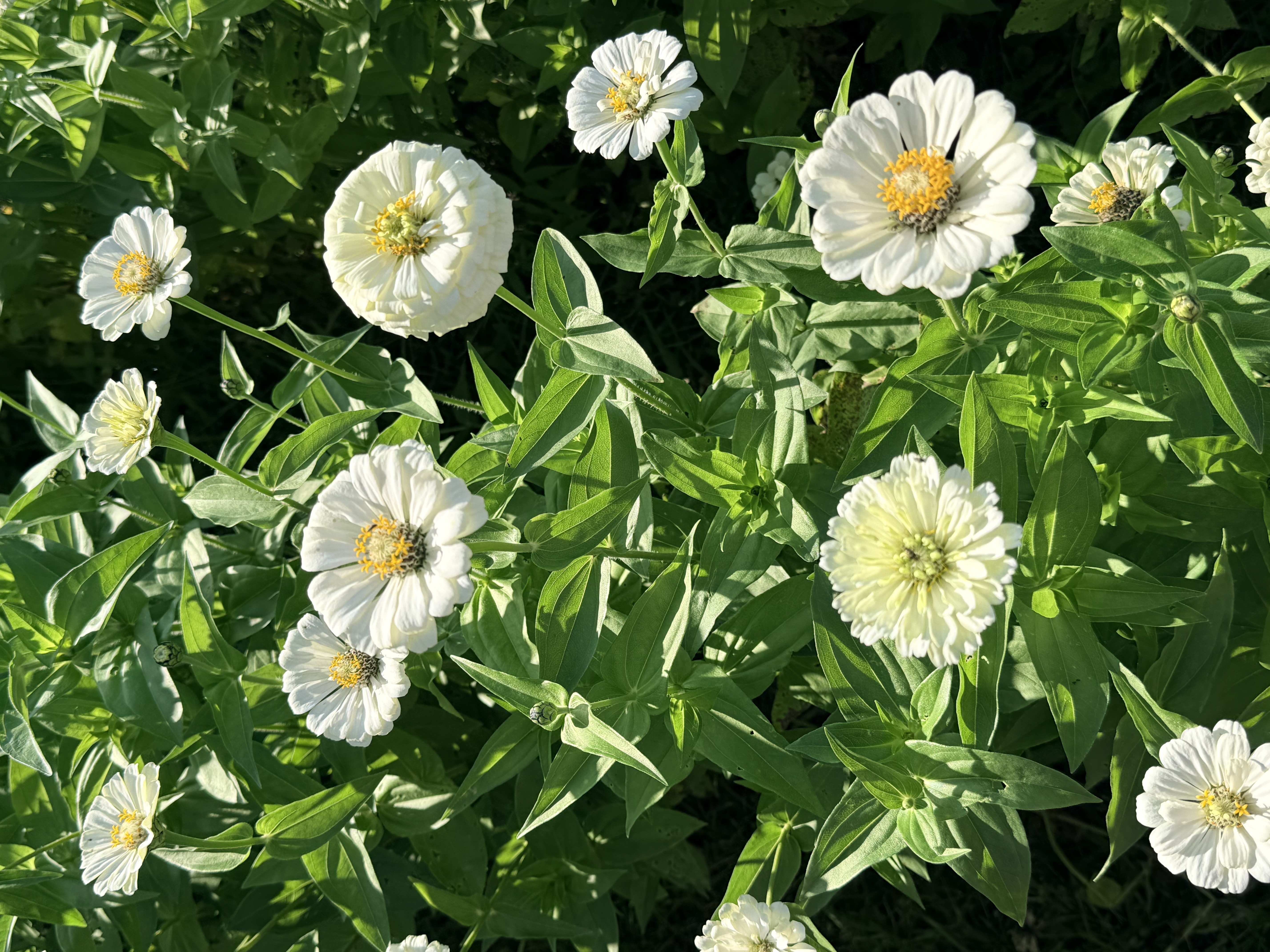 ZINNIA elegans Benary's Giant White