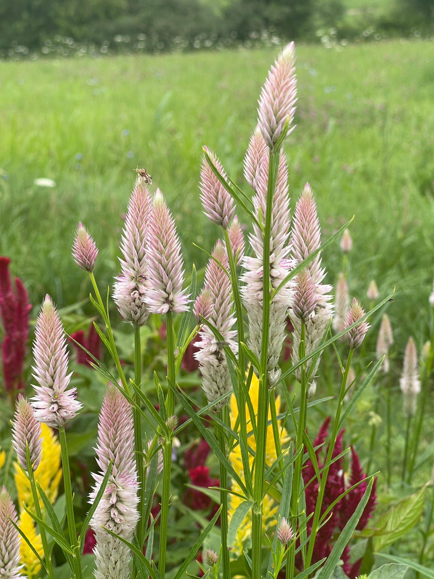 CELOSIA argentea spicata Flamingo Feather